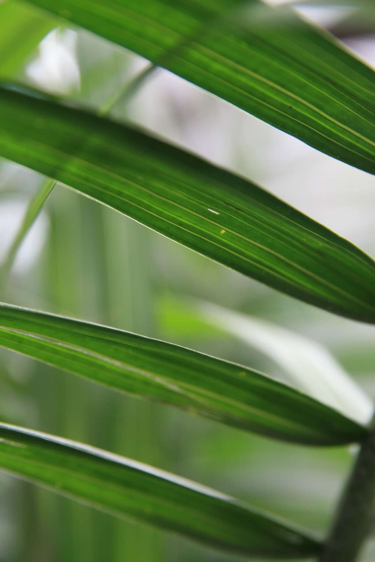 Majesty Palm — photo 15