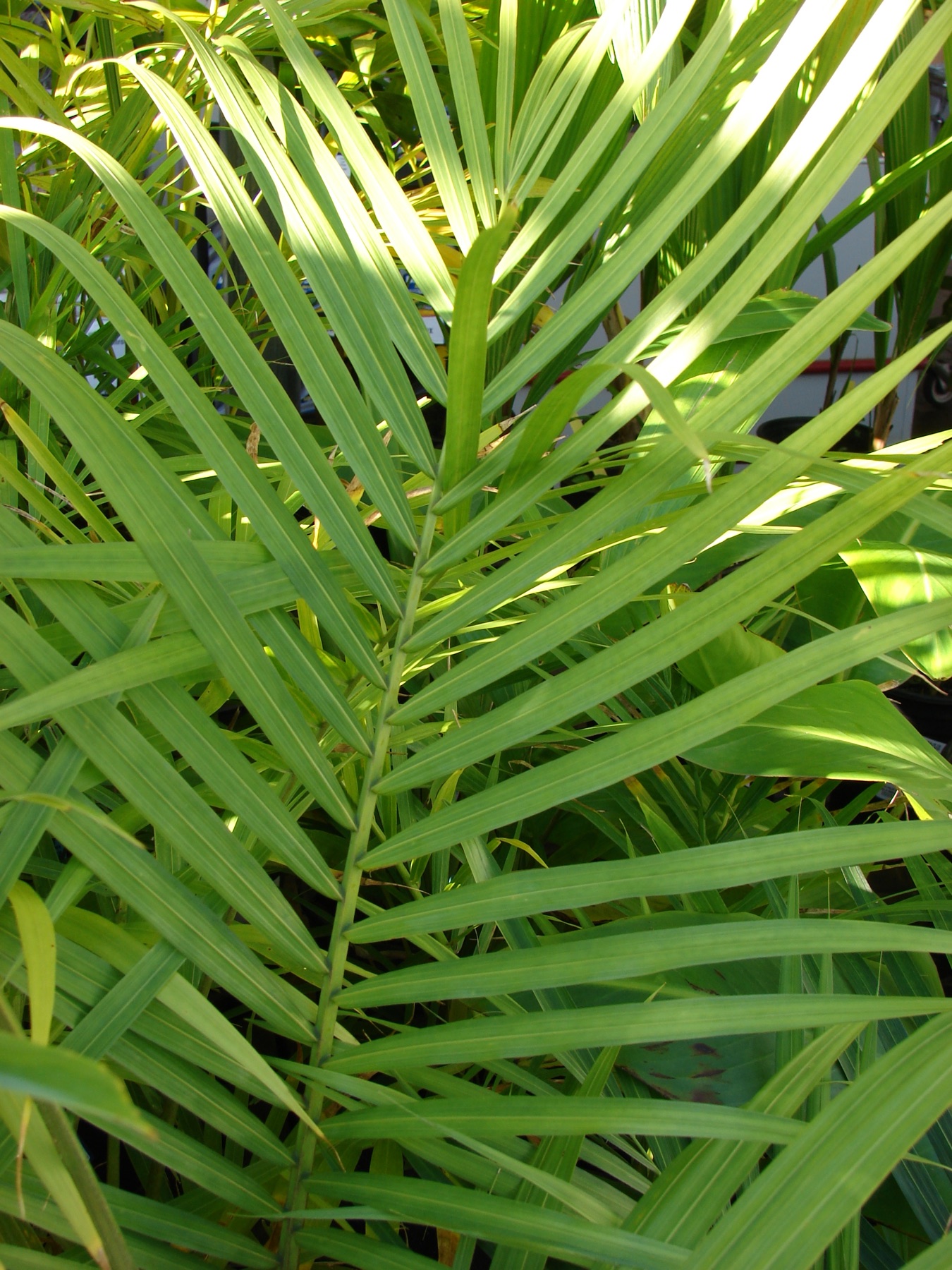 Majesty Palm — photo 16