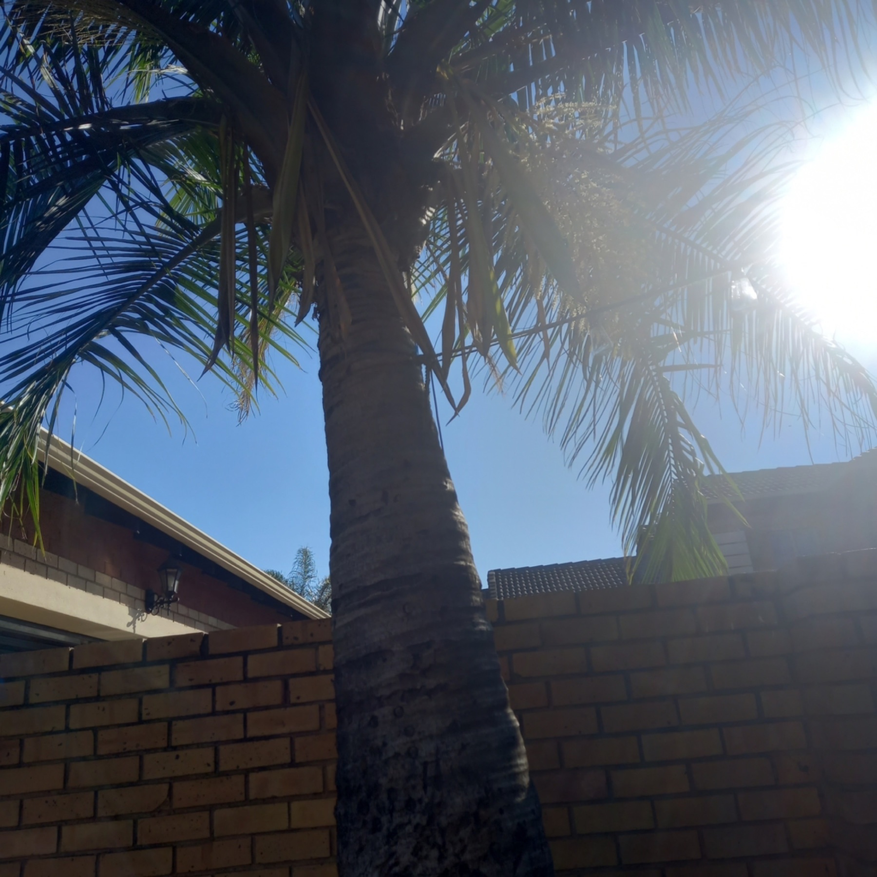 Majesty Palm — photo 18