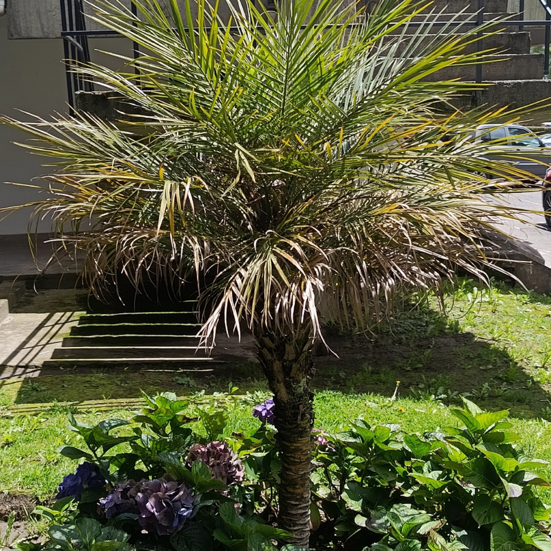 Majesty Palm — photo 19