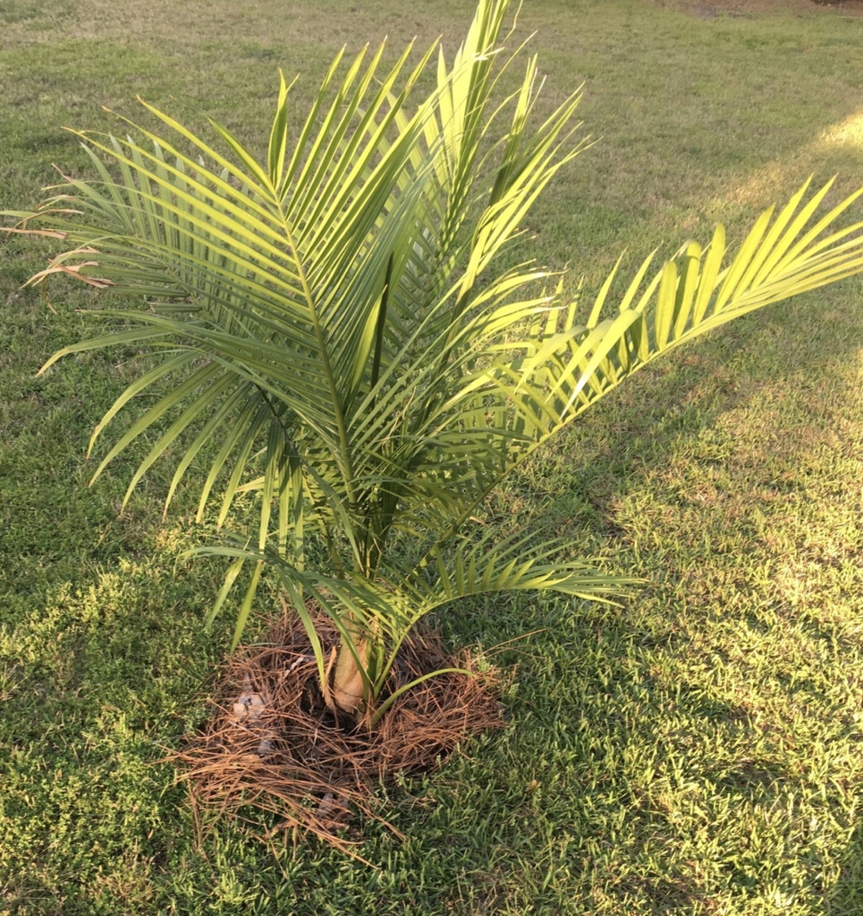 Majesty Palm — photo 20