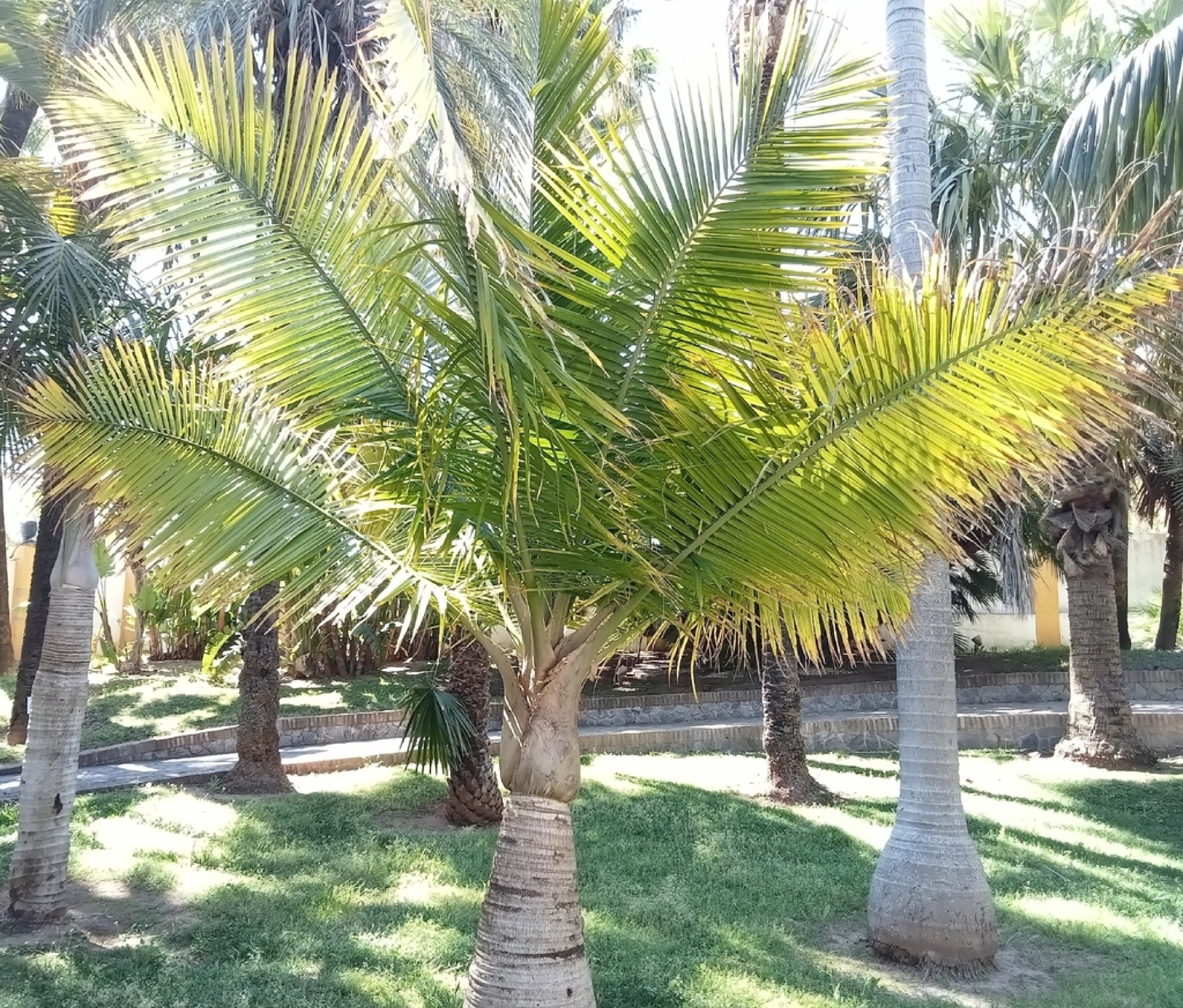 Majesty Palm — photo 21
