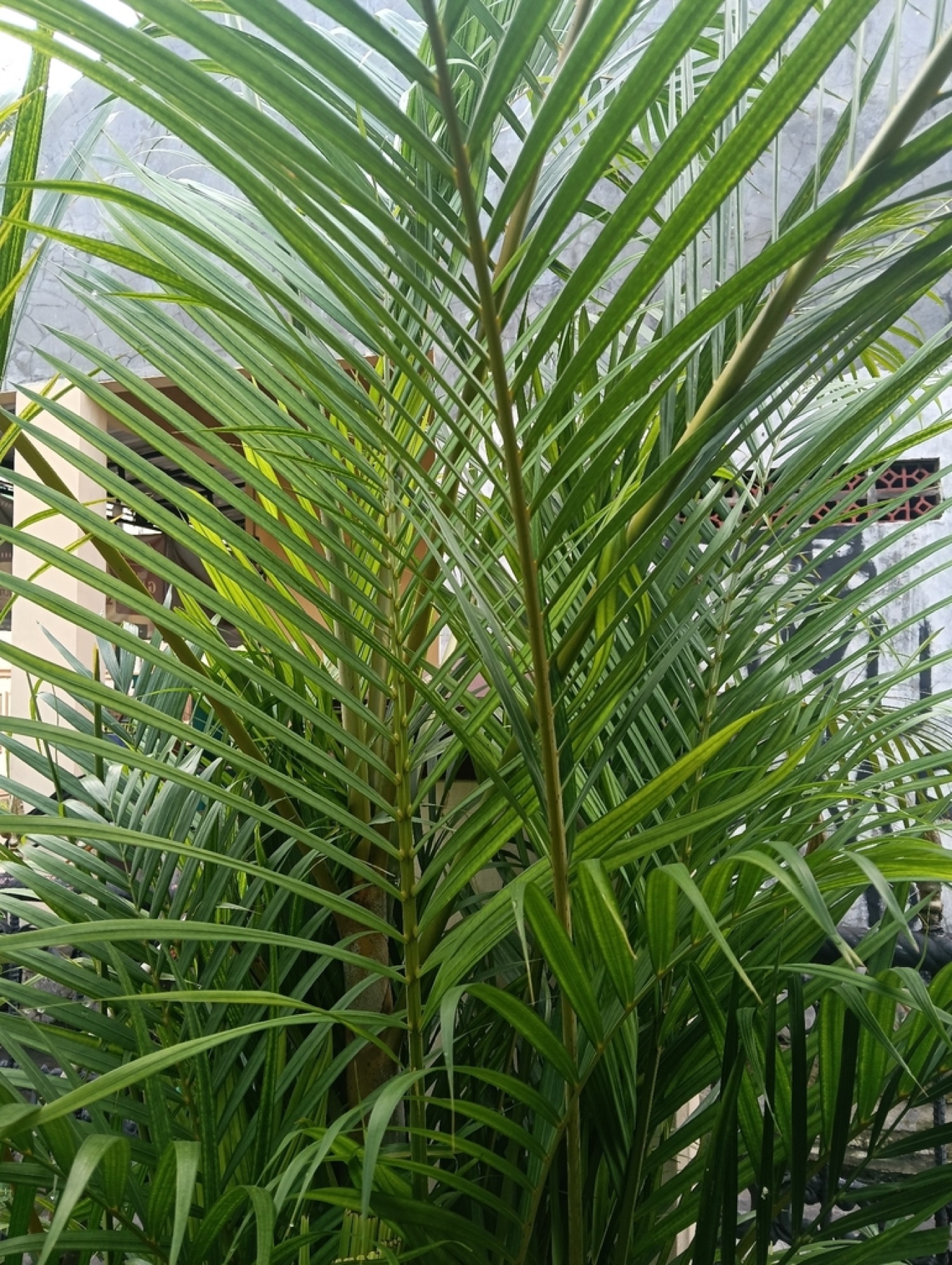 Majesty Palm — photo 22