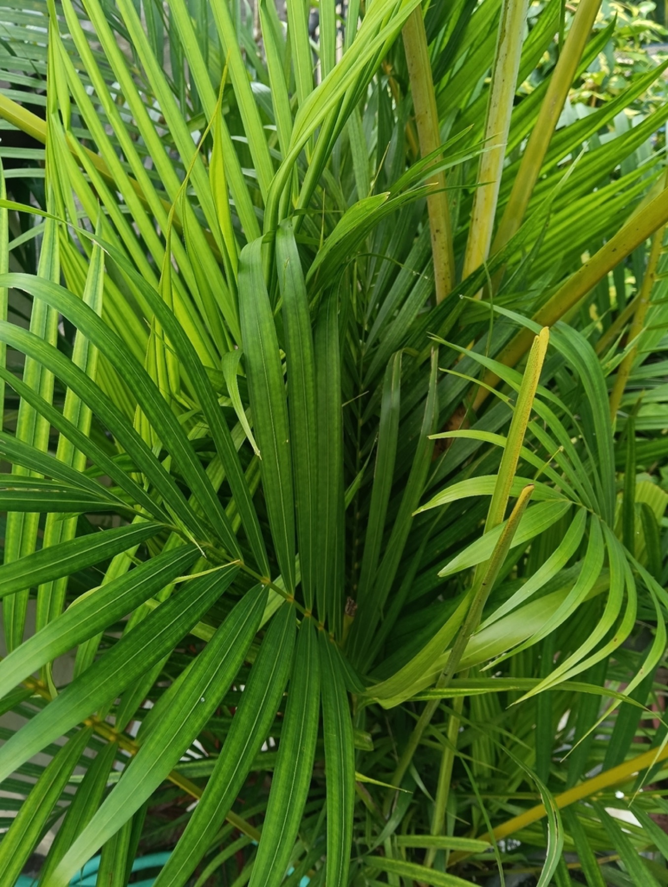 Majesty Palm — photo 23