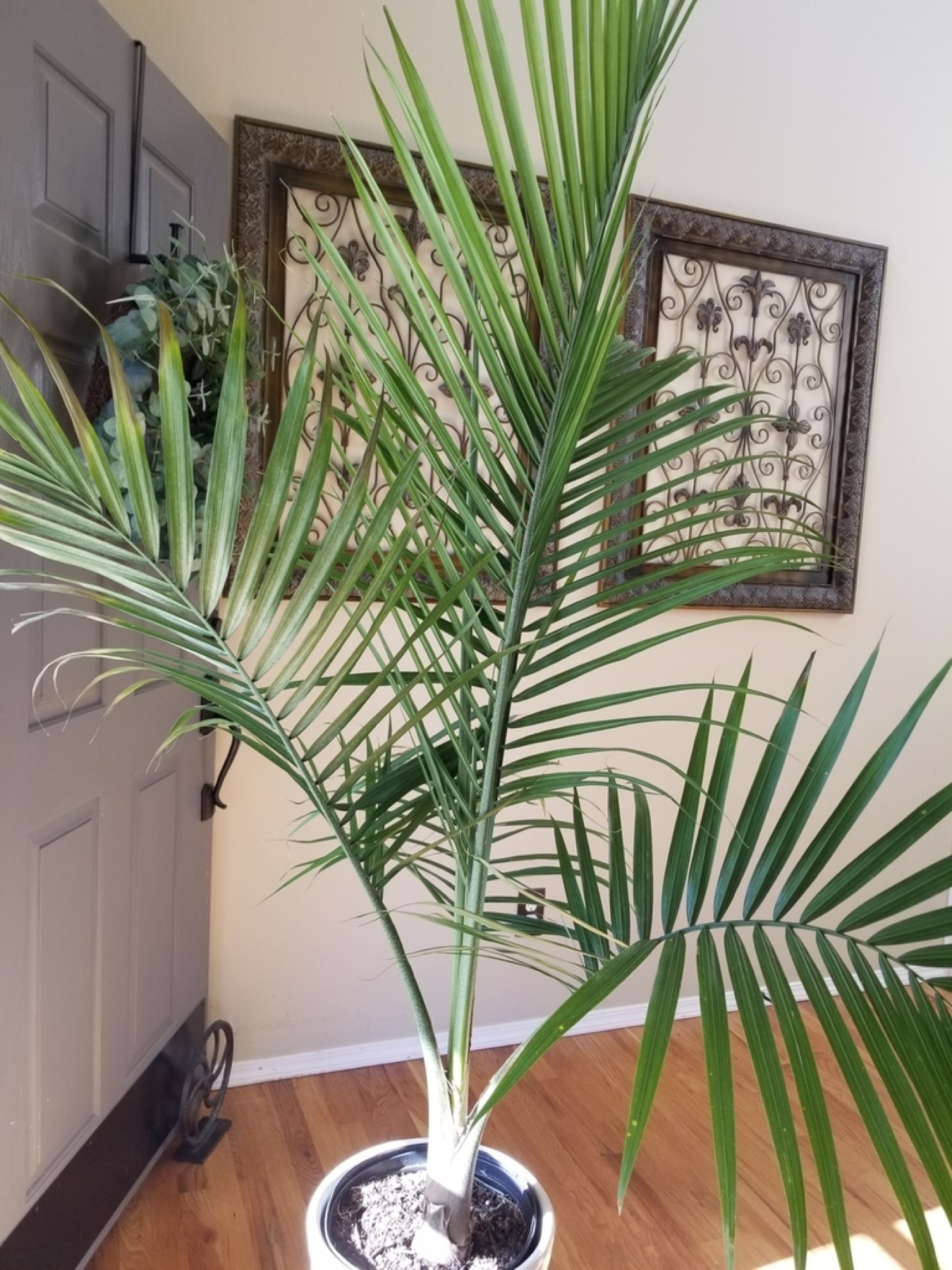 Majesty Palm — photo 24