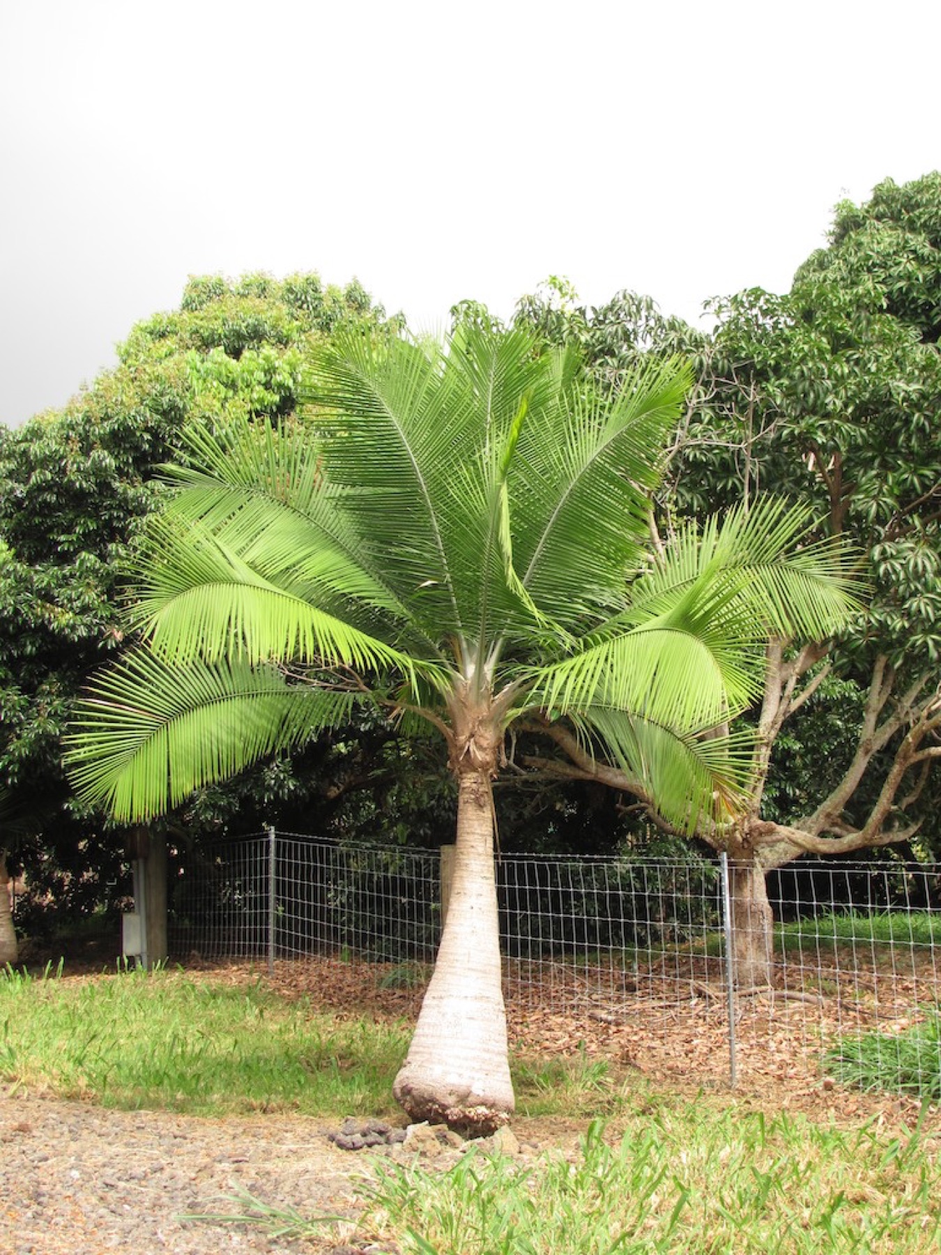 Majesty Palm — photo 1