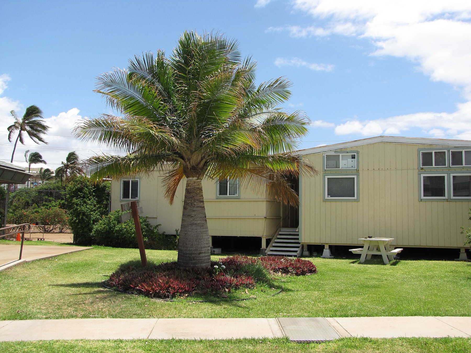 Majesty Palm — photo 2