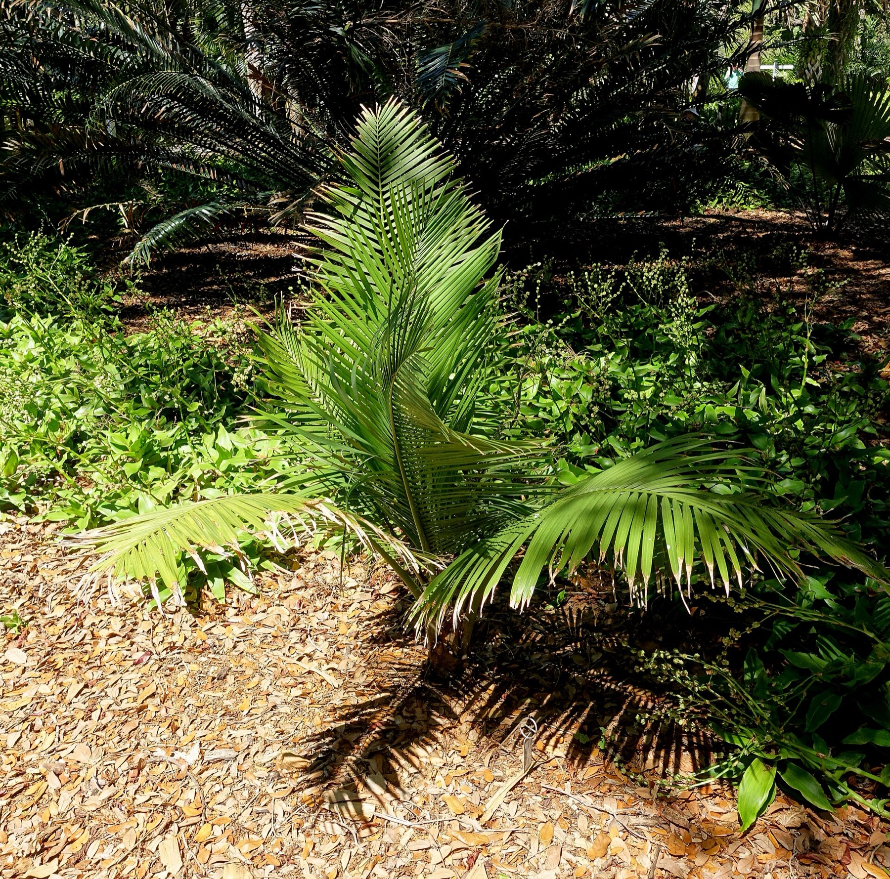 Majesty Palm — photo 3