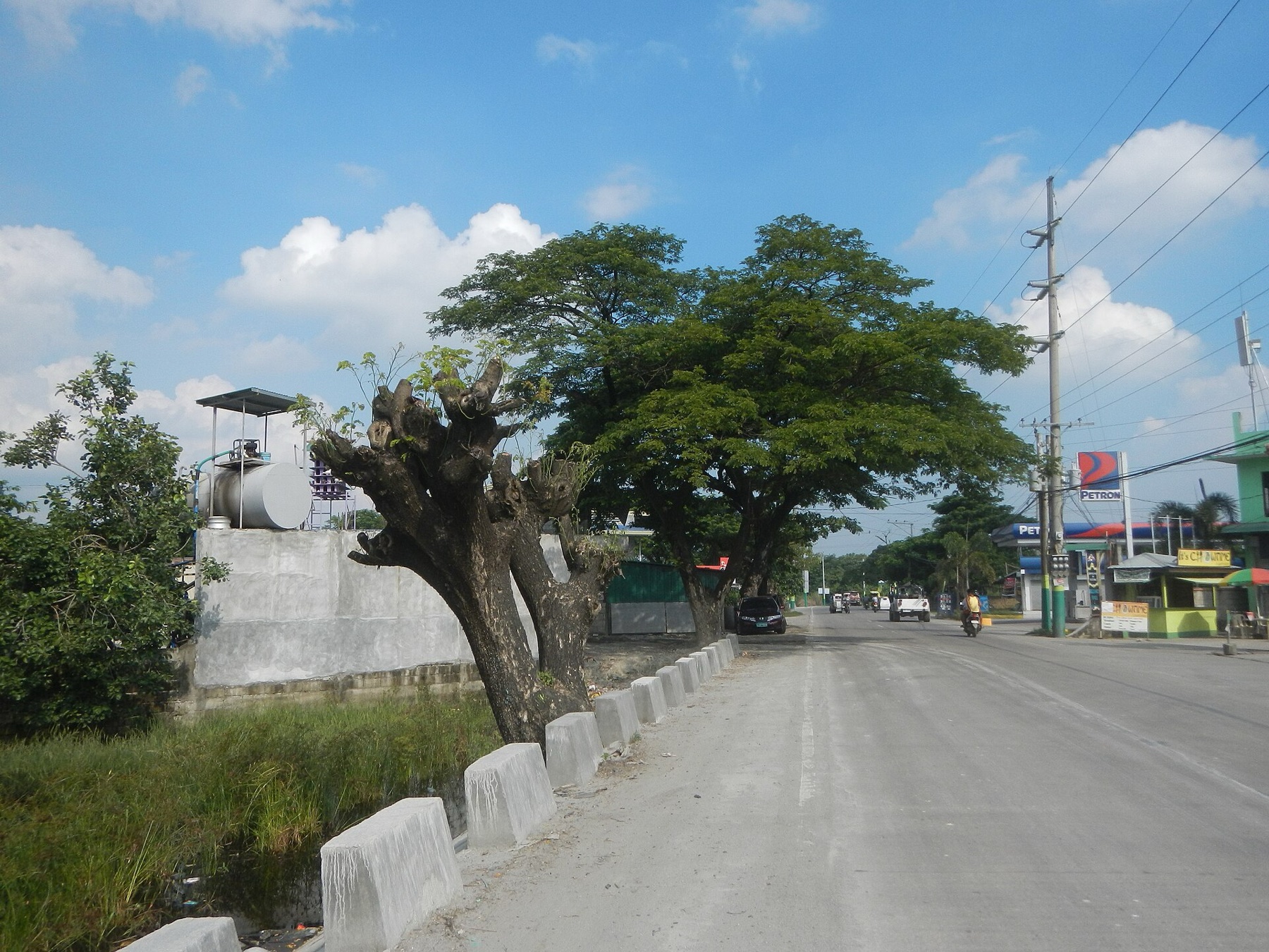 Majesty Palm — photo 4