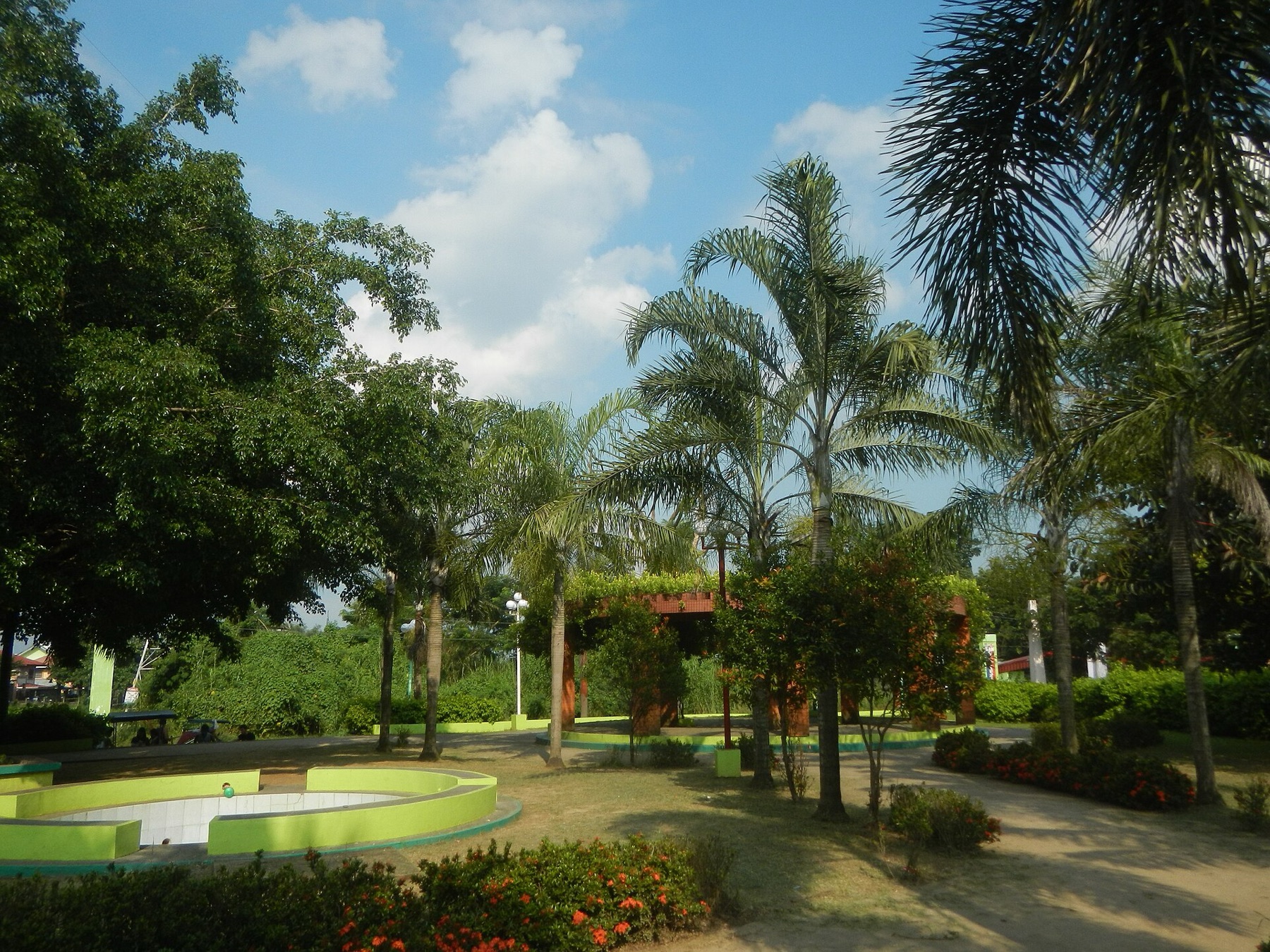 Majesty Palm — photo 5