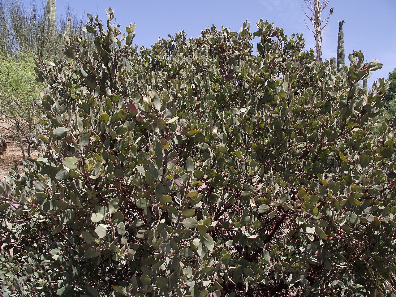 Eastwood's Manzanita — photo 24