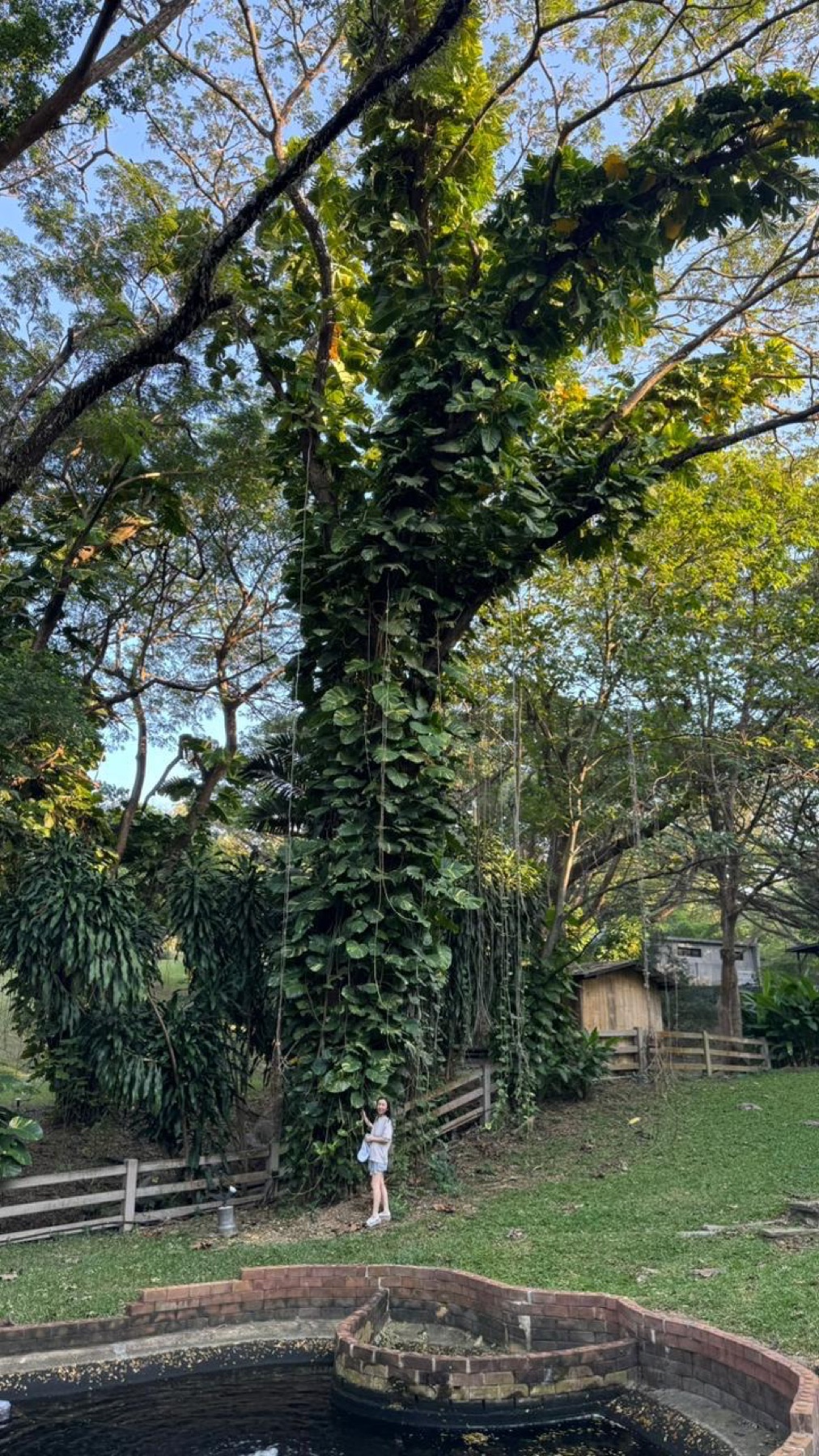 Marble Queen Pothos — photo 9