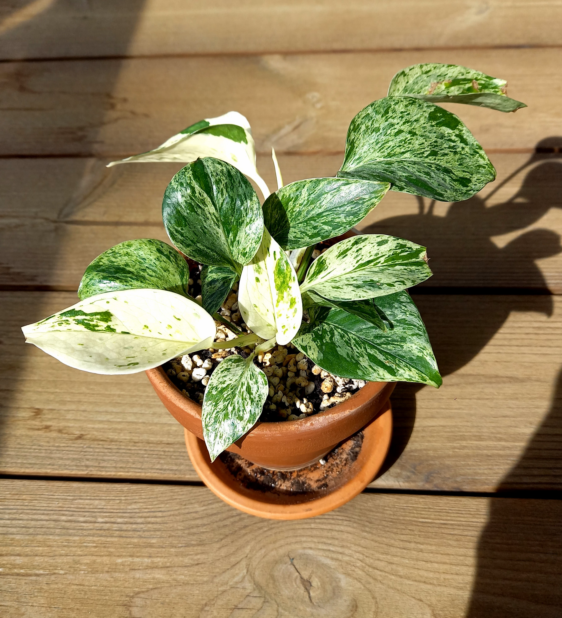 Marble Queen Pothos — photo 11