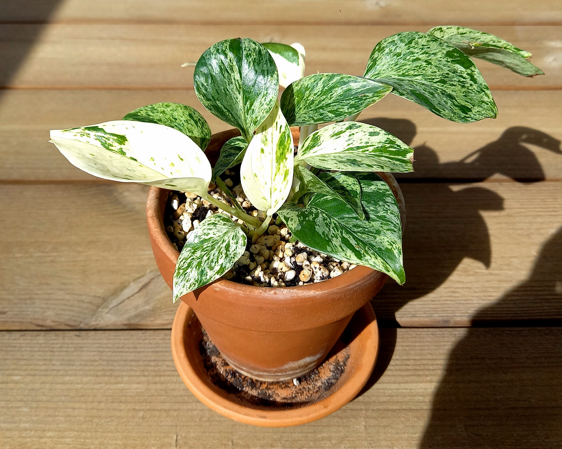 Marble Queen Pothos — photo 12