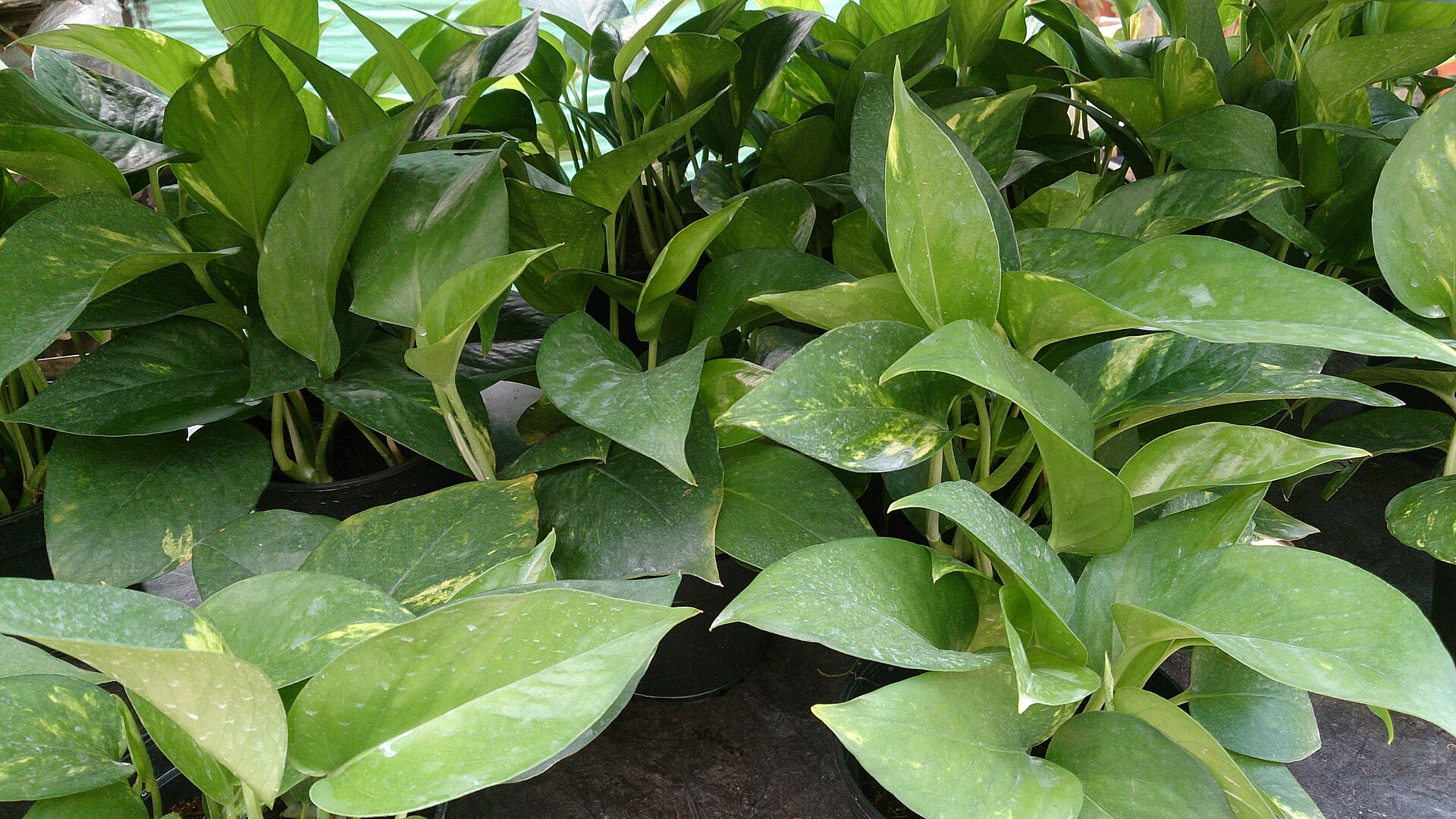 Marble Queen Pothos — photo 13