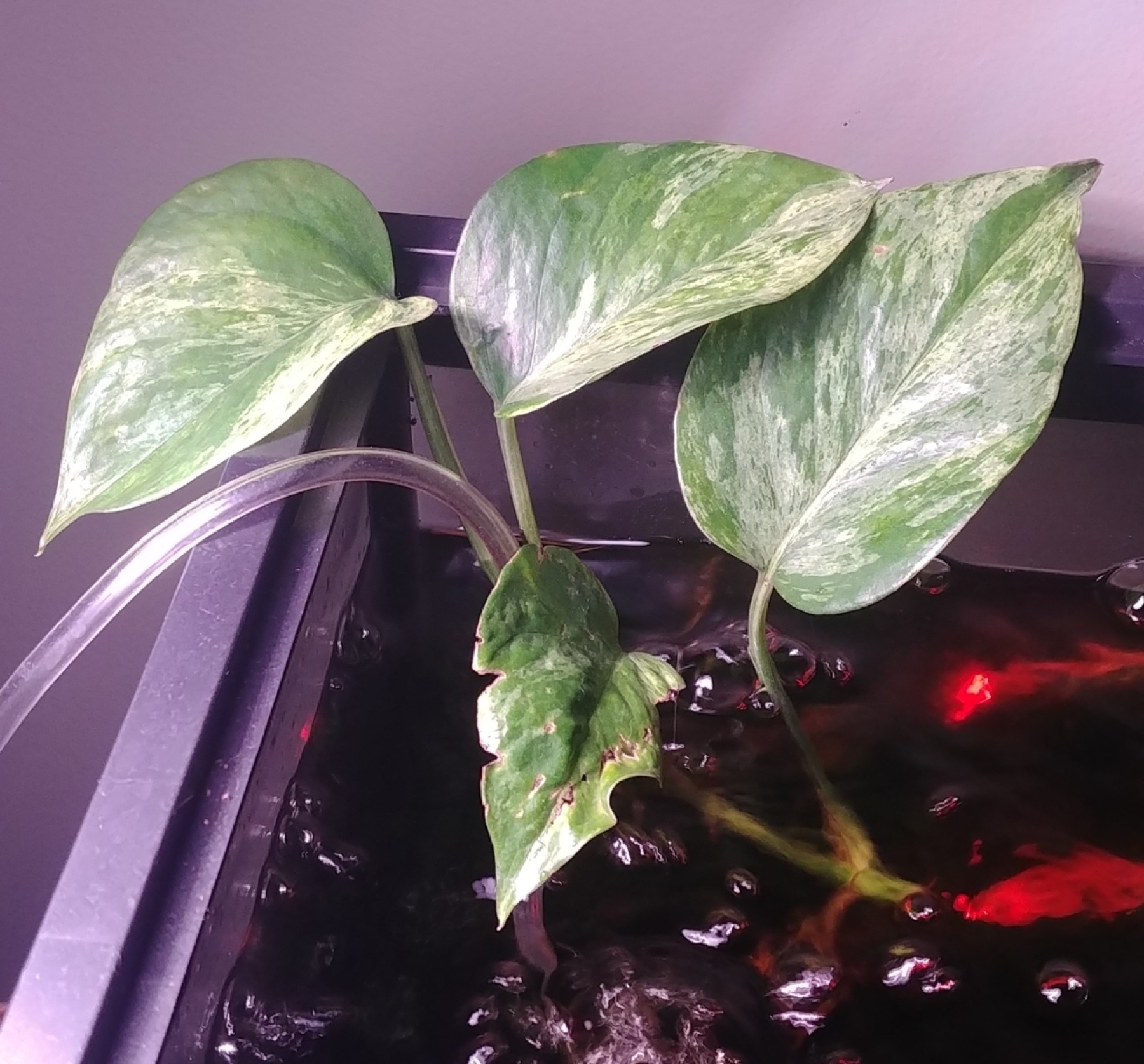 Marble Queen Pothos — photo 1