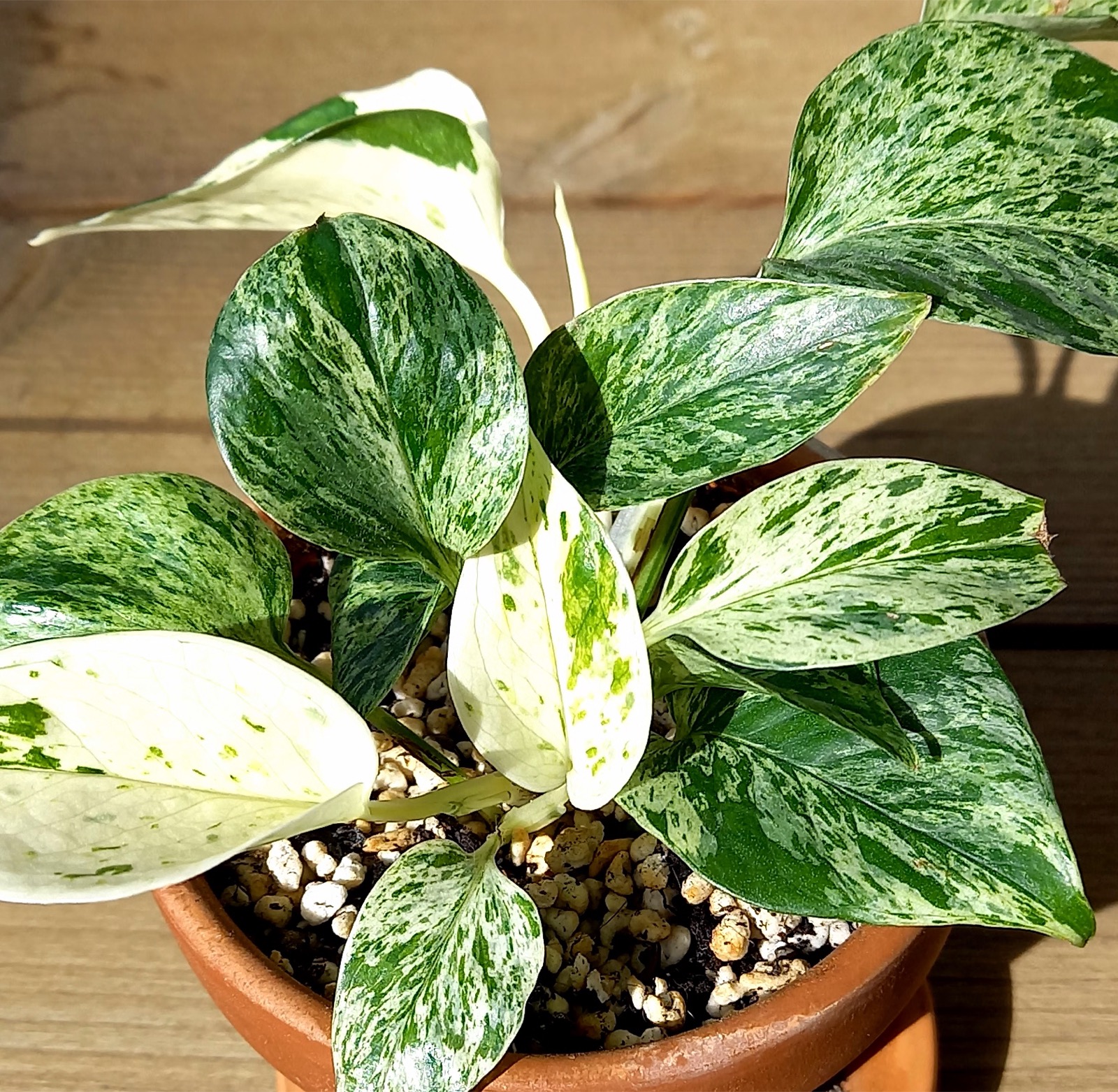 Marble Queen Pothos — photo 10