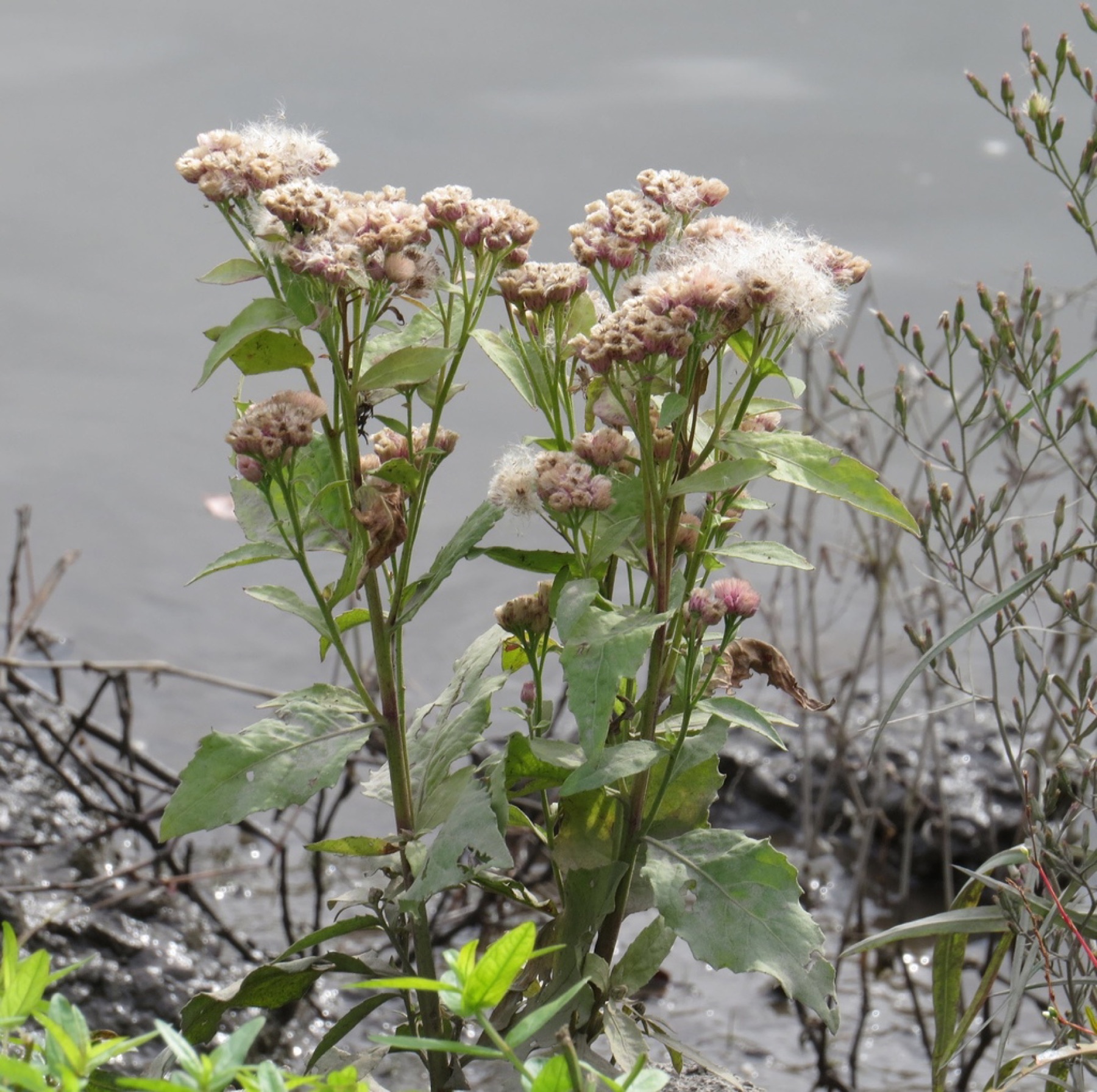 Marsh Fleabane — photo 6