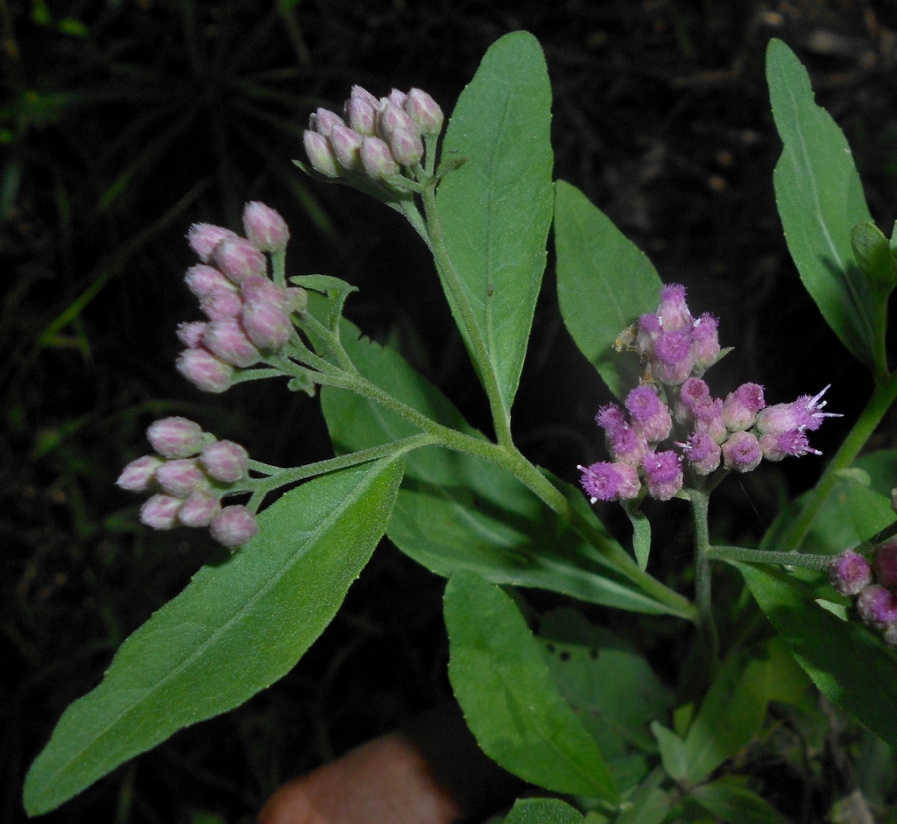 Marsh Fleabane — photo 8