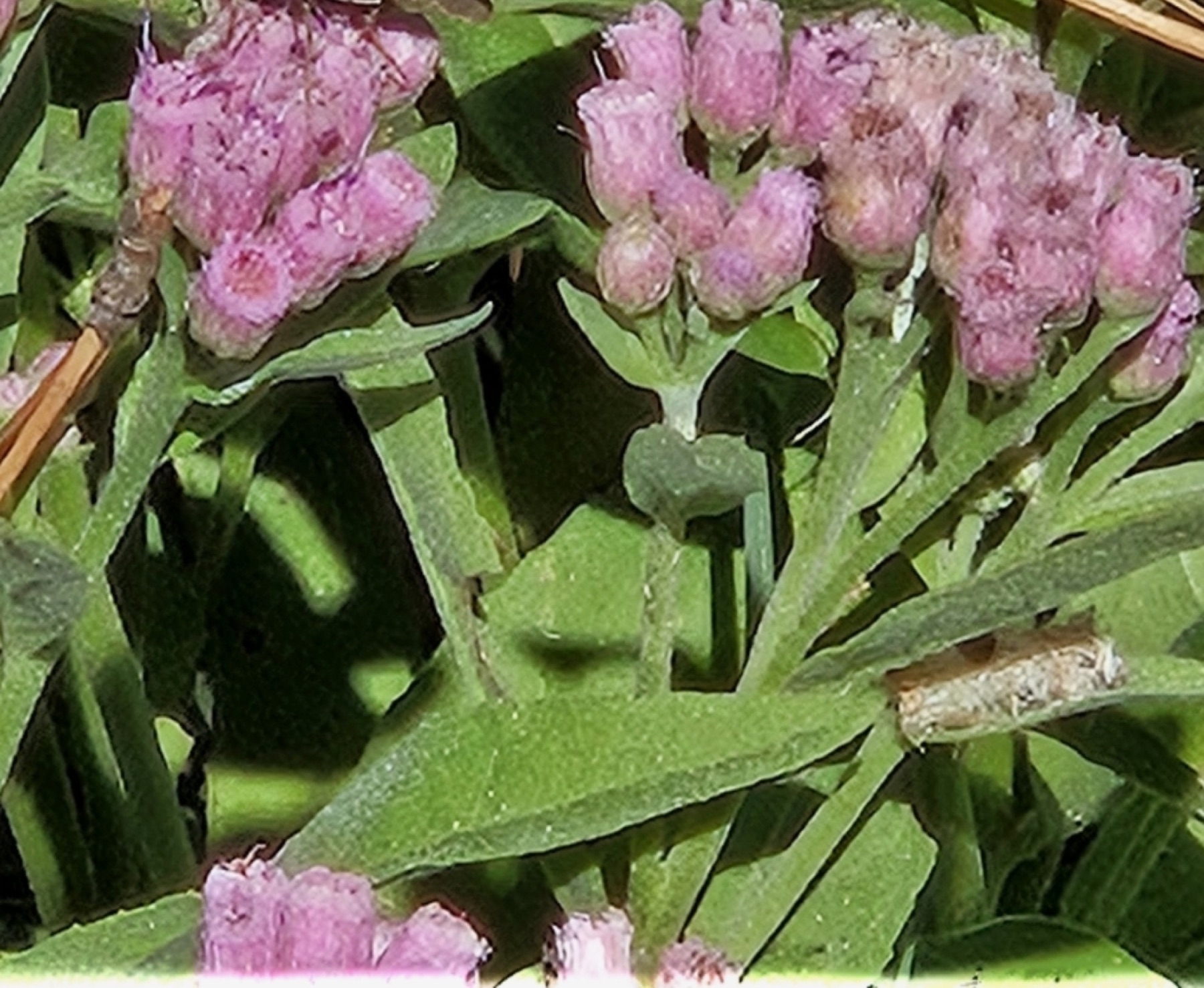Marsh Fleabane — photo 9