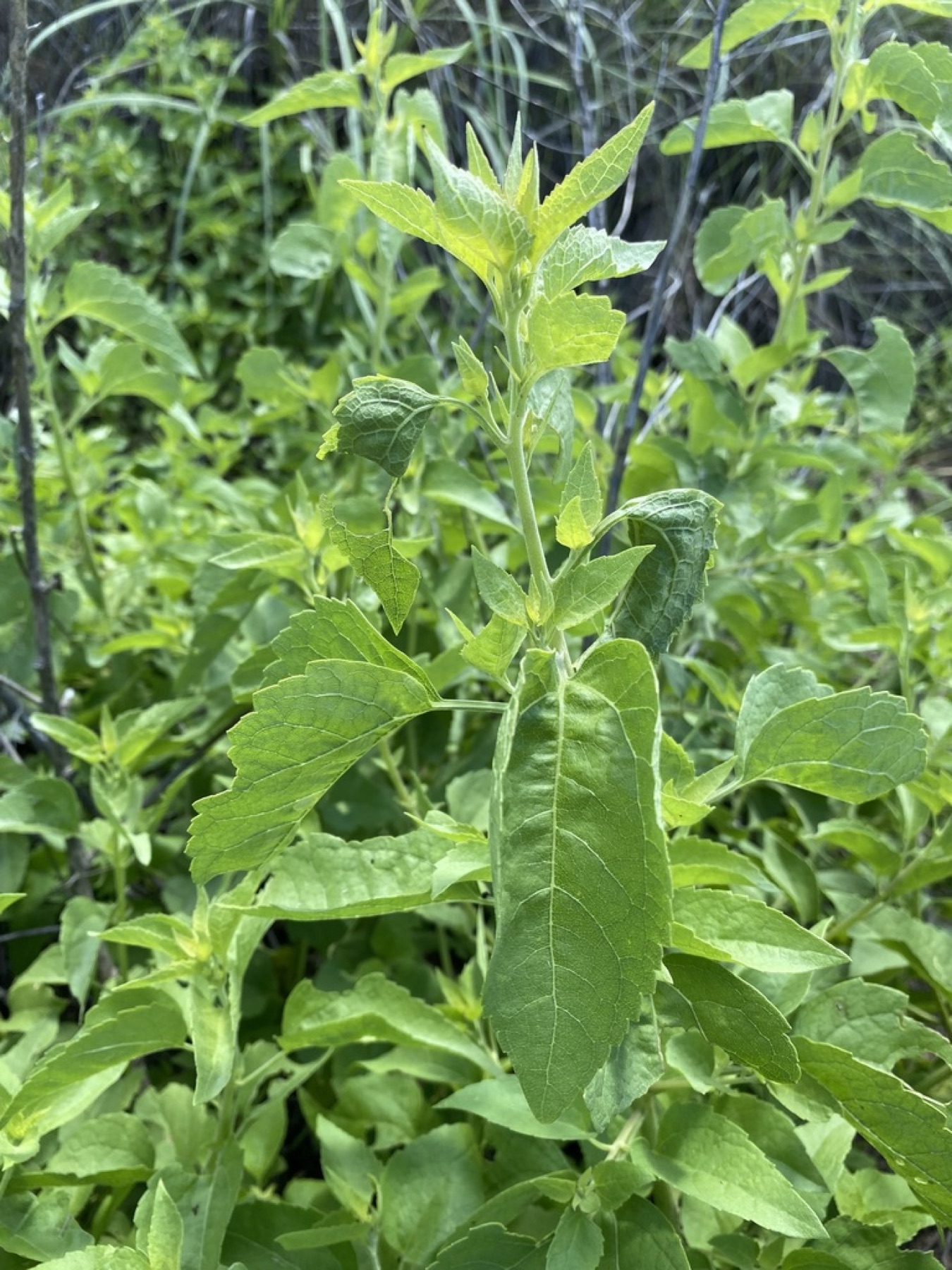 Marsh Fleabane — photo 10