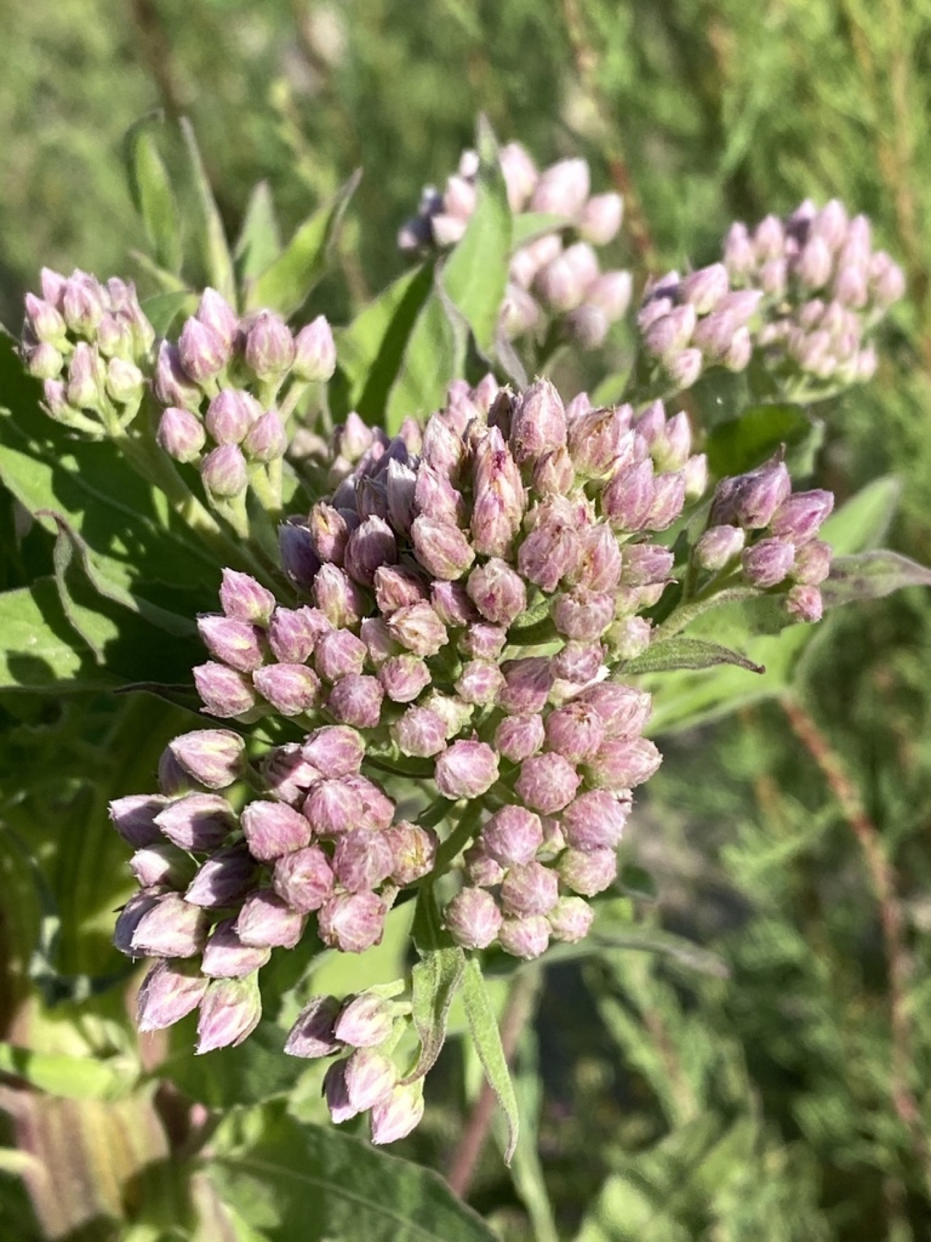 Marsh Fleabane — photo 11