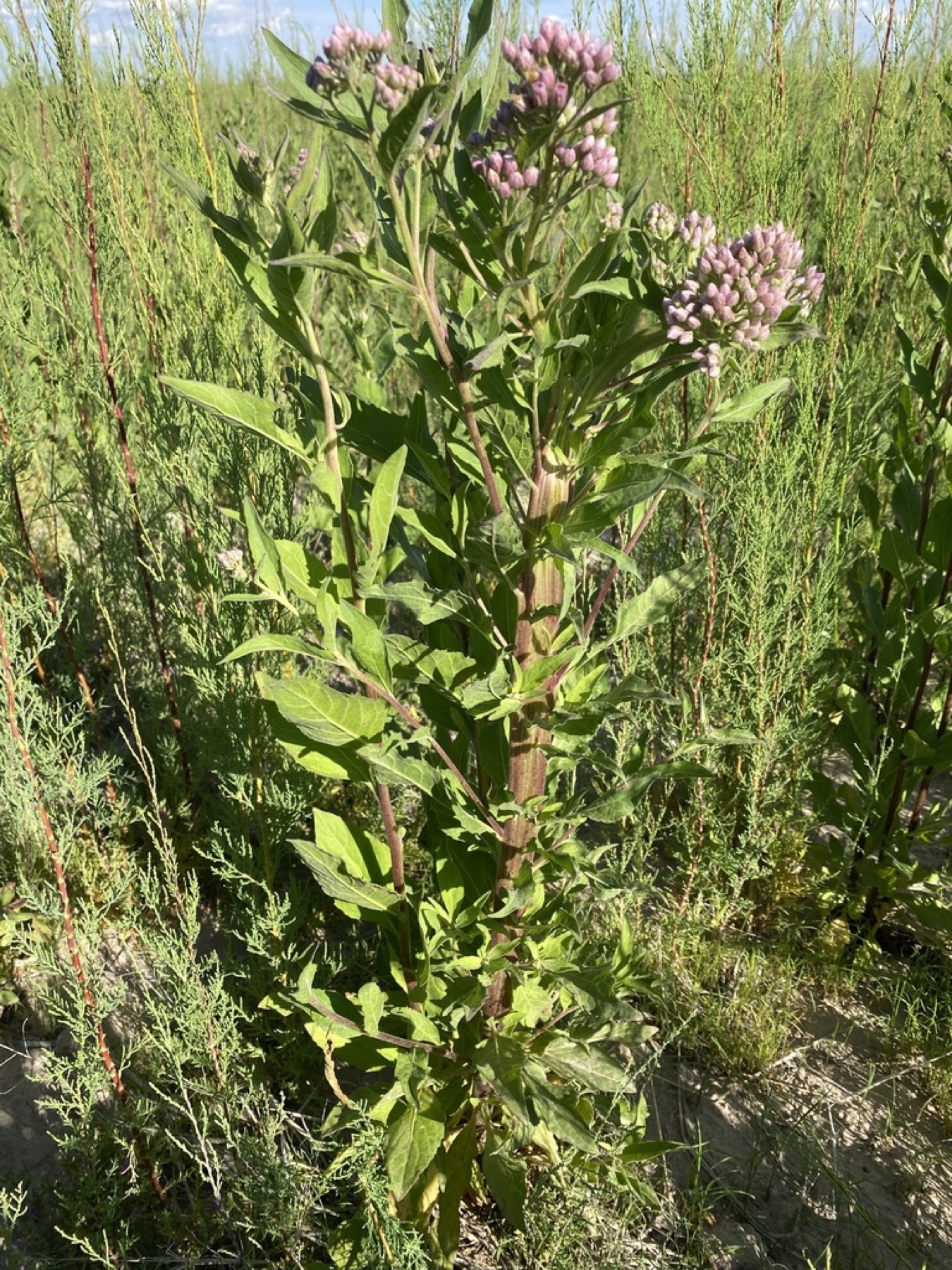 Marsh Fleabane — photo 12