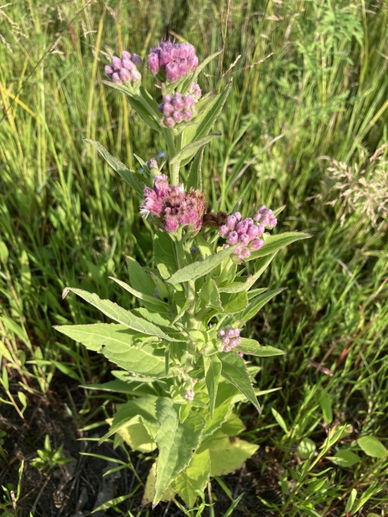 Marsh Fleabane — photo 13