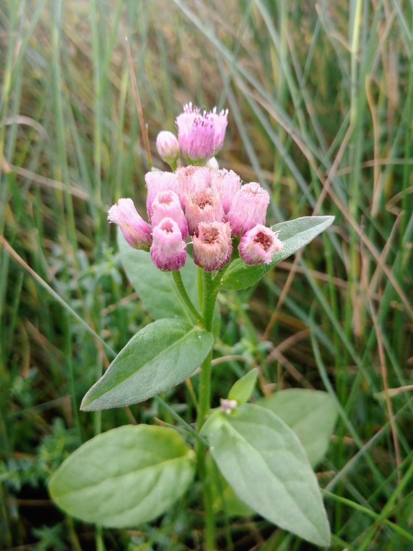 Marsh Fleabane — photo 14