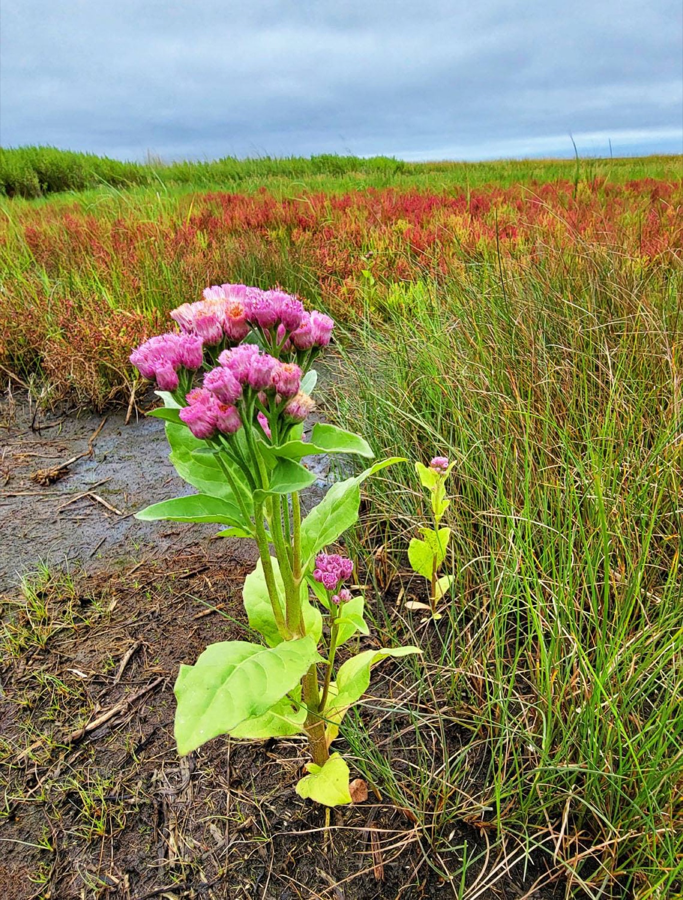 Marsh Fleabane — photo 15