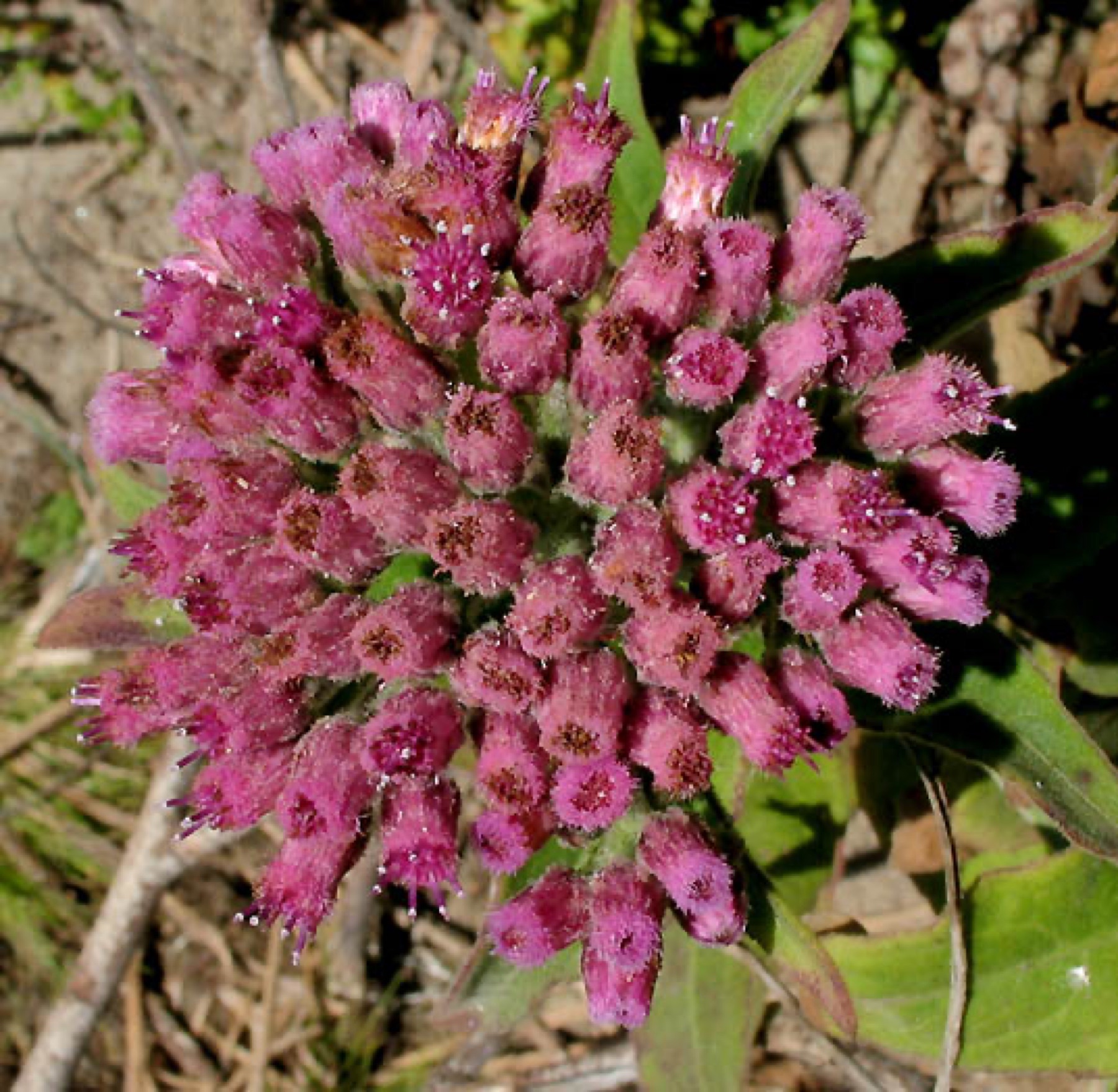 Marsh Fleabane — photo 16