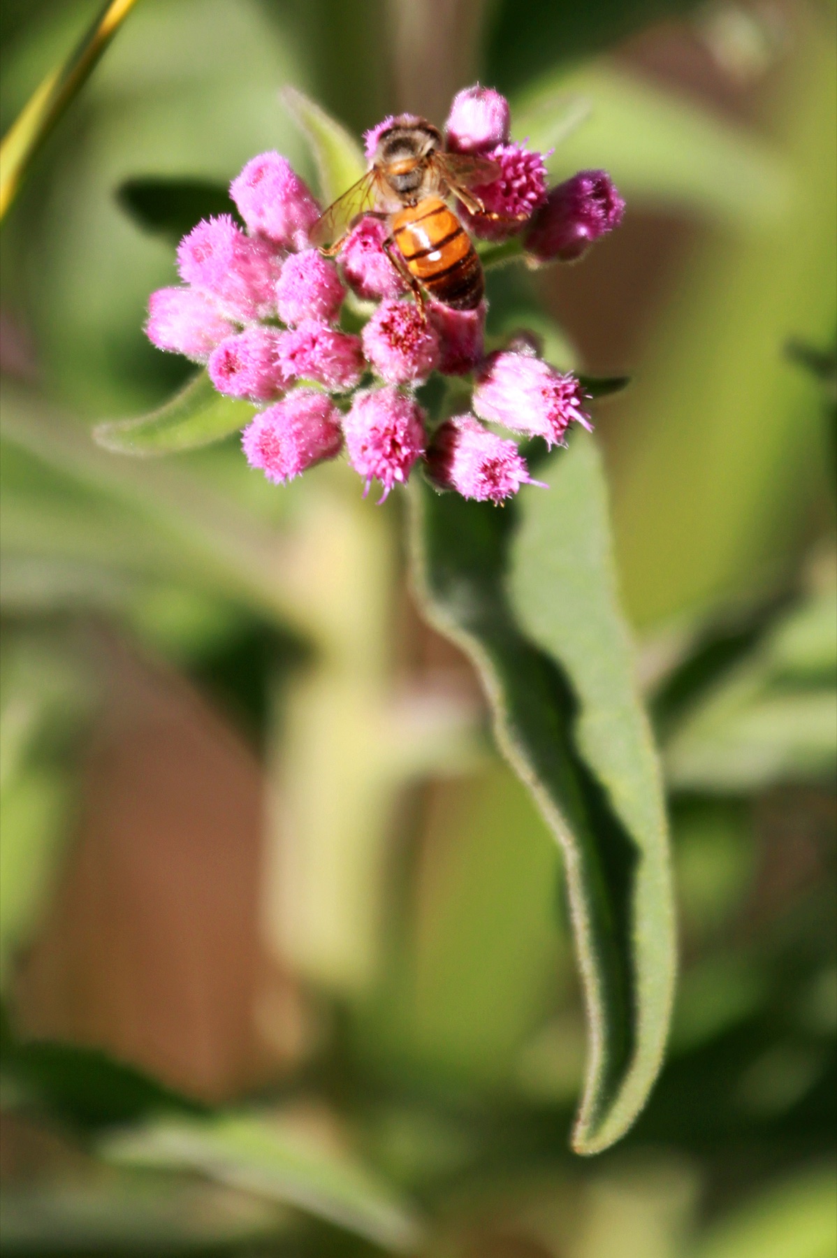 Marsh Fleabane — photo 18
