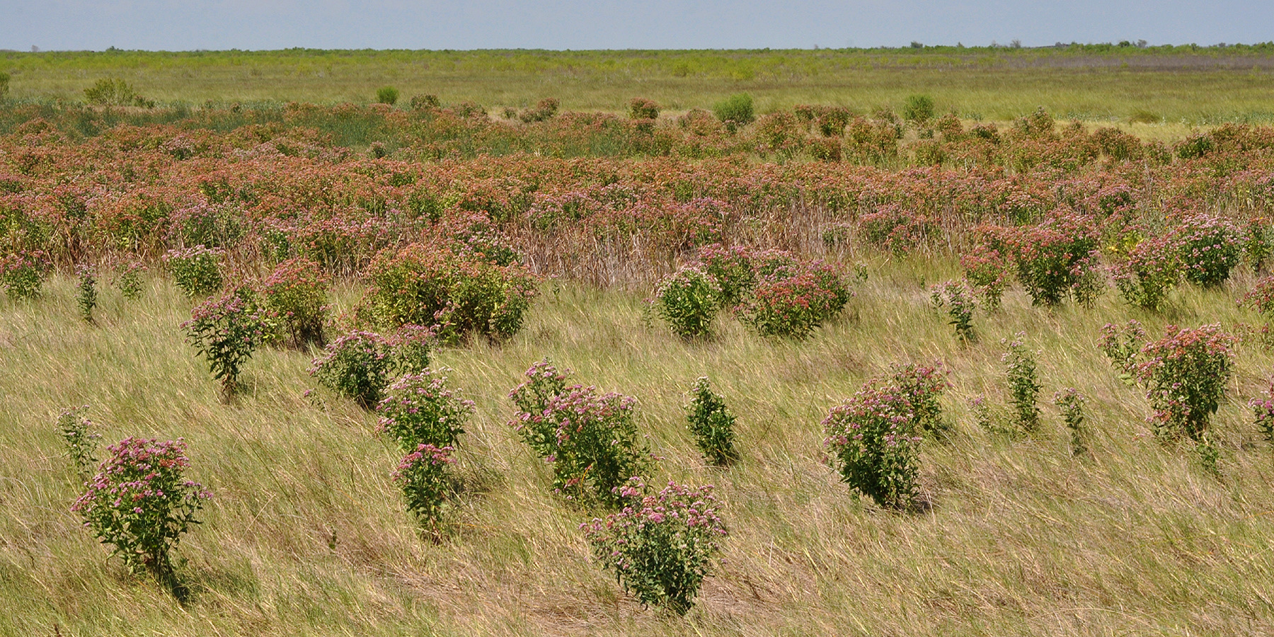 Marsh Fleabane — photo 19