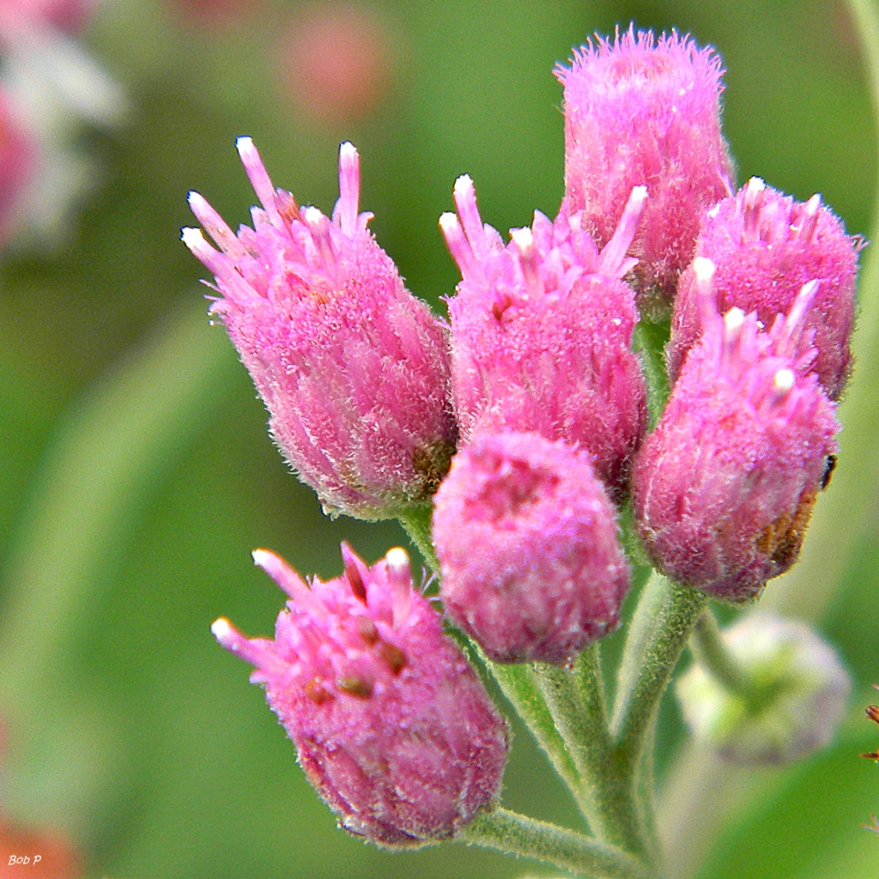 Marsh Fleabane — photo 20