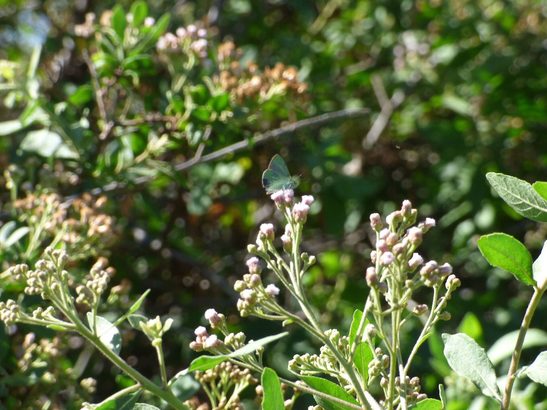 Marsh Fleabane — photo 21