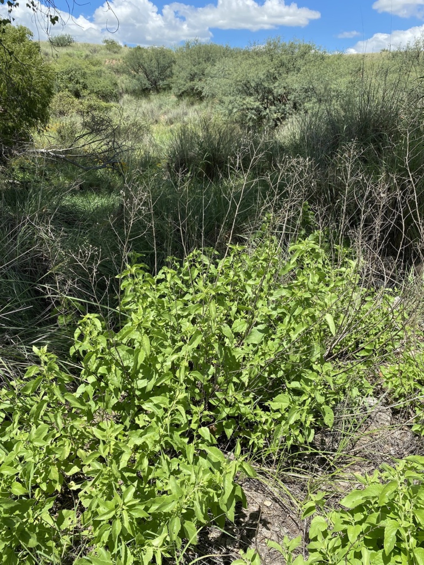 Marsh Fleabane — photo 22