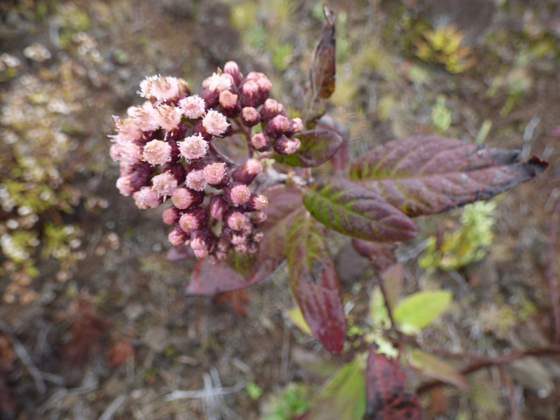 Marsh Fleabane