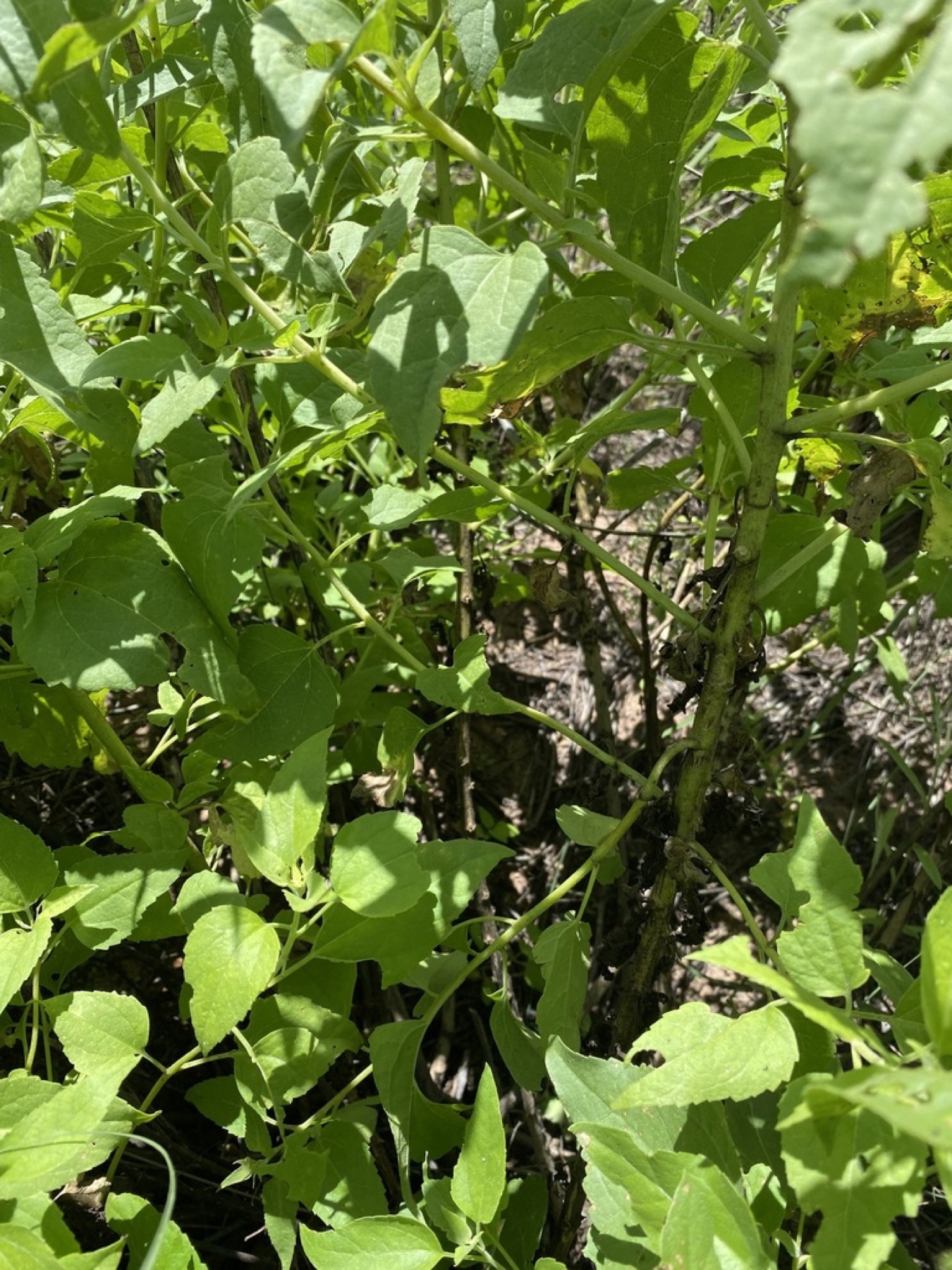 Marsh Fleabane — photo 2