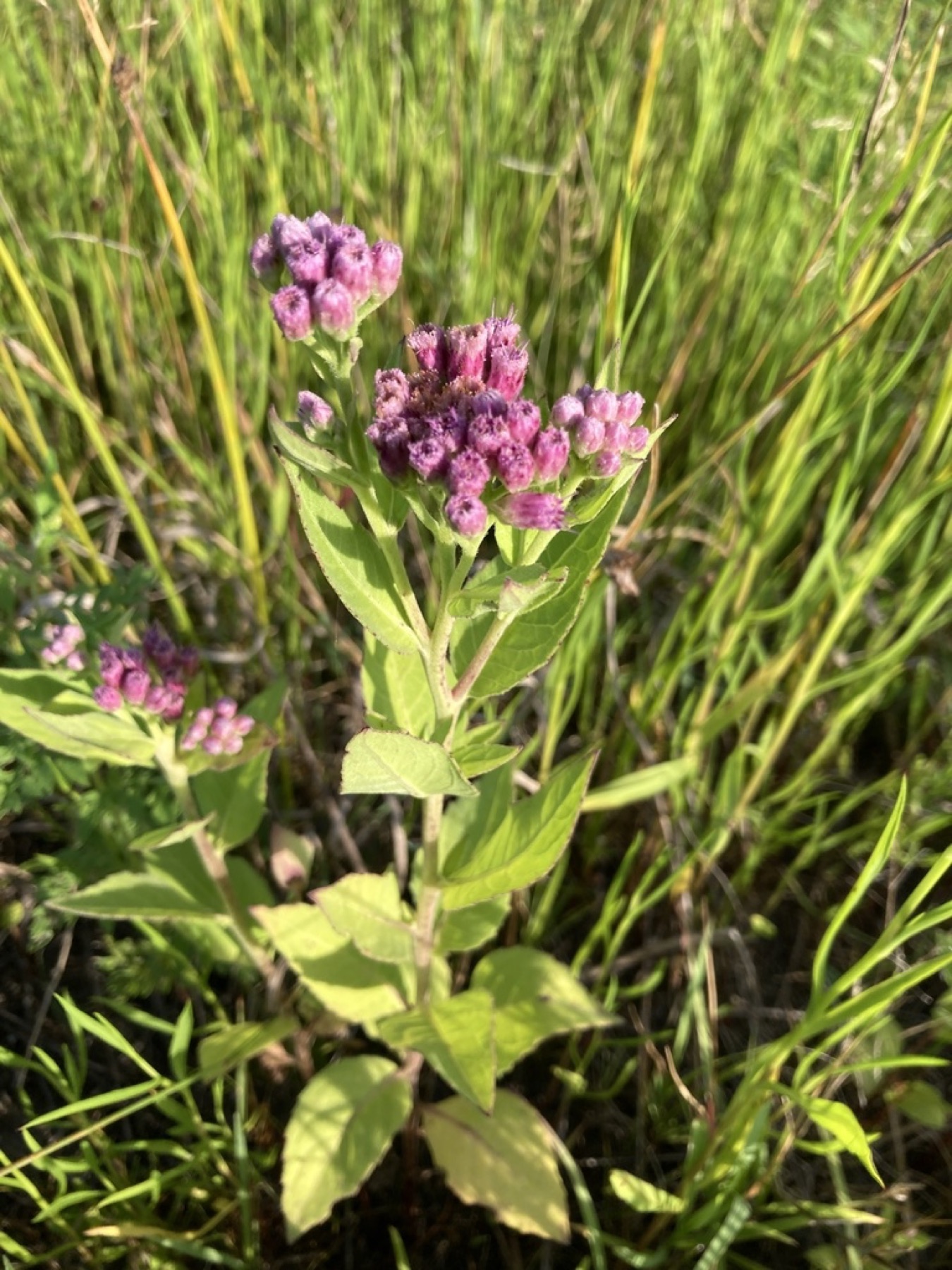 Marsh Fleabane — photo 4