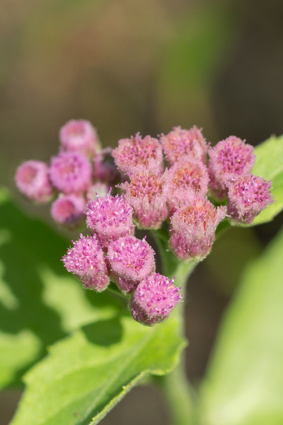 Marsh Fleabane — photo 5