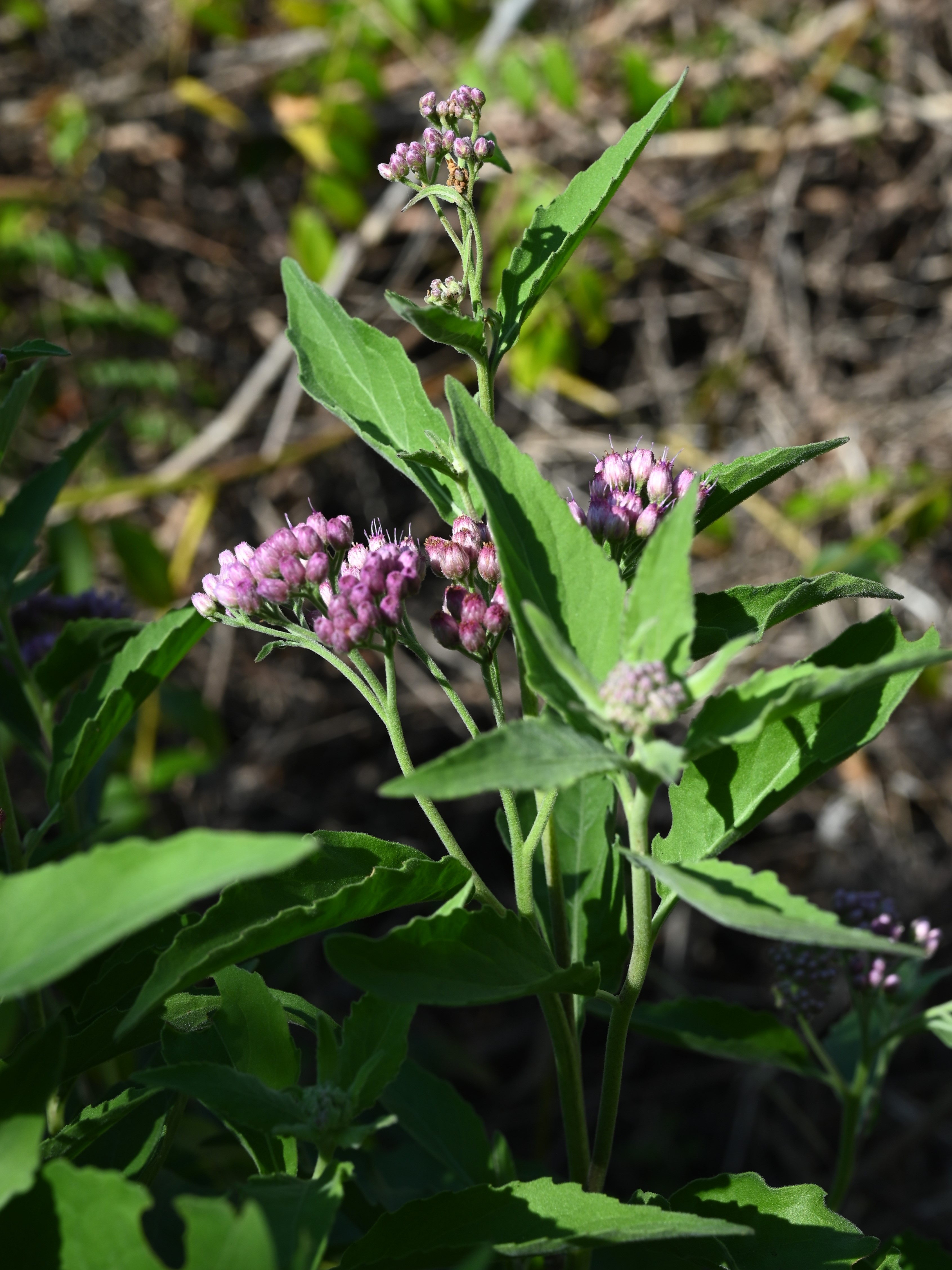 Marsh Fleabane — photo 23