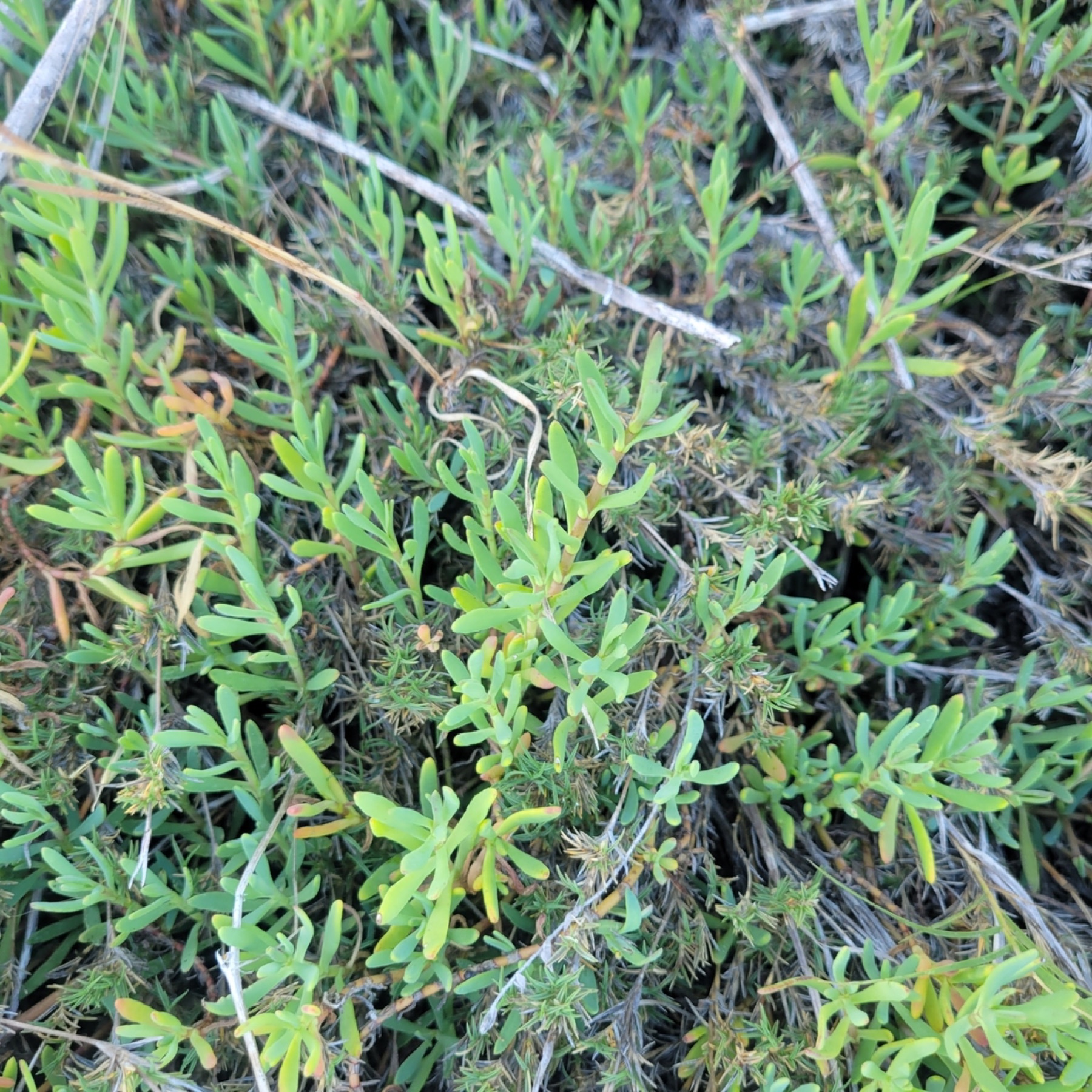 Marsh Jaumea — photo 6
