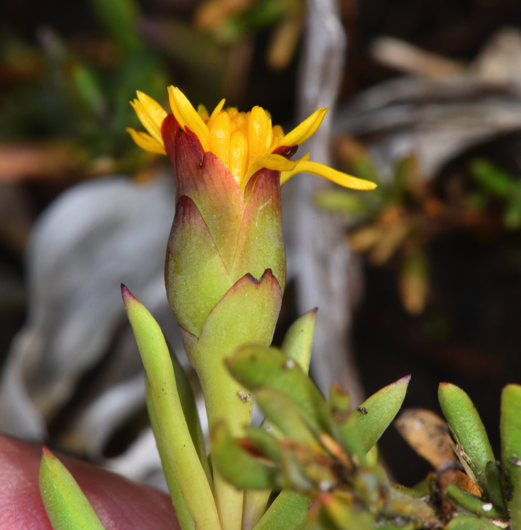 Marsh Jaumea — photo 7
