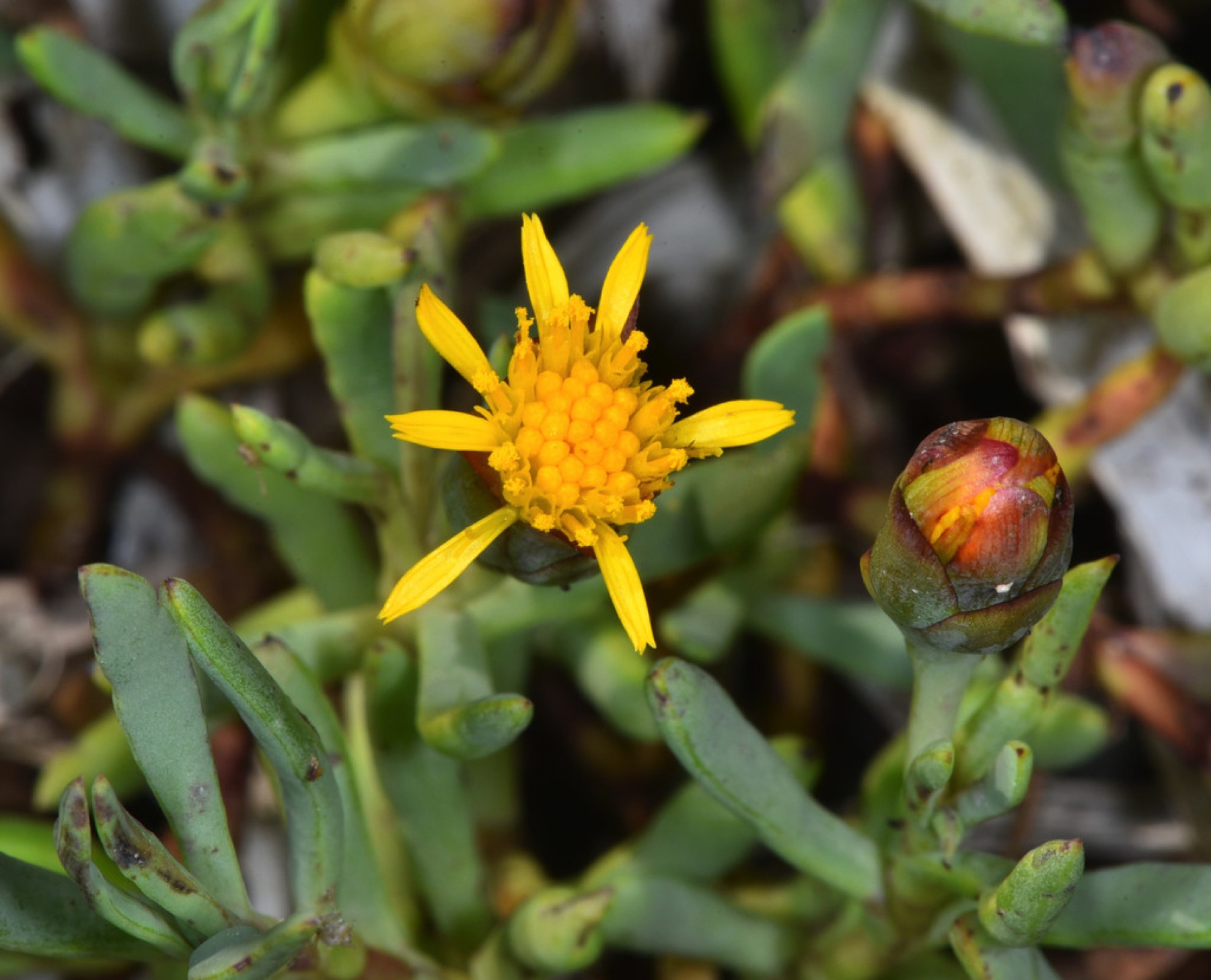 Marsh Jaumea — photo 8