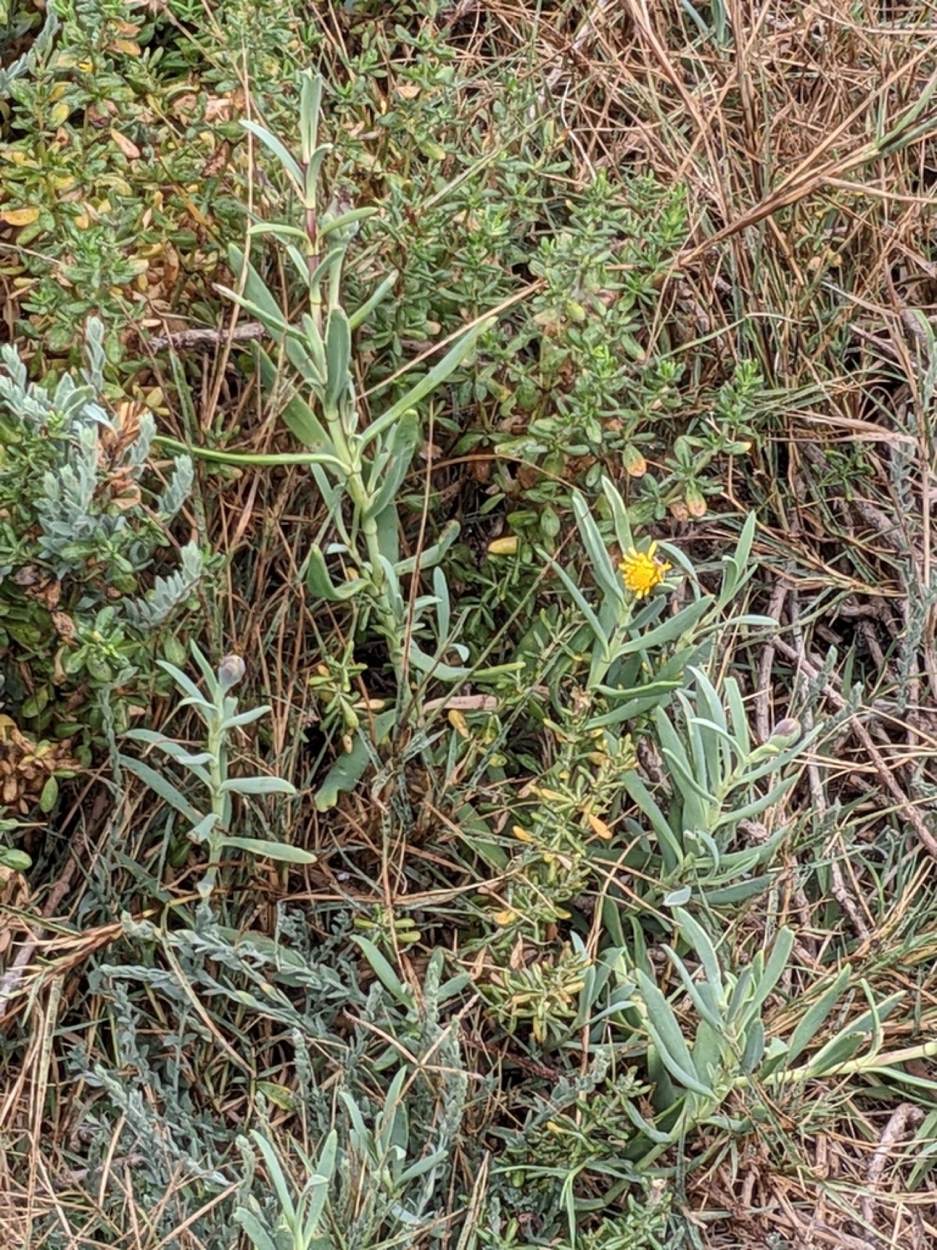 Marsh Jaumea — photo 9
