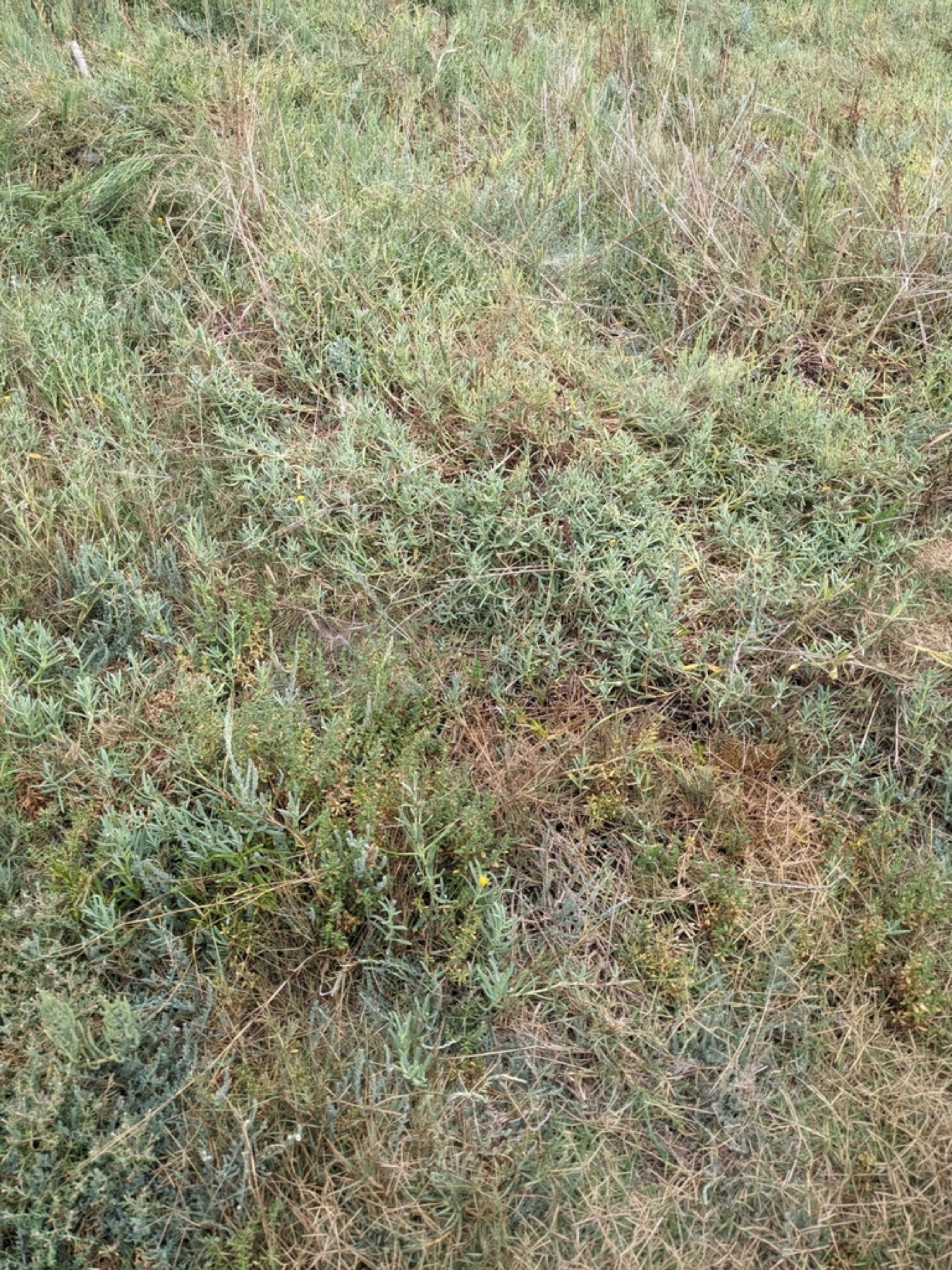 Marsh Jaumea — photo 10