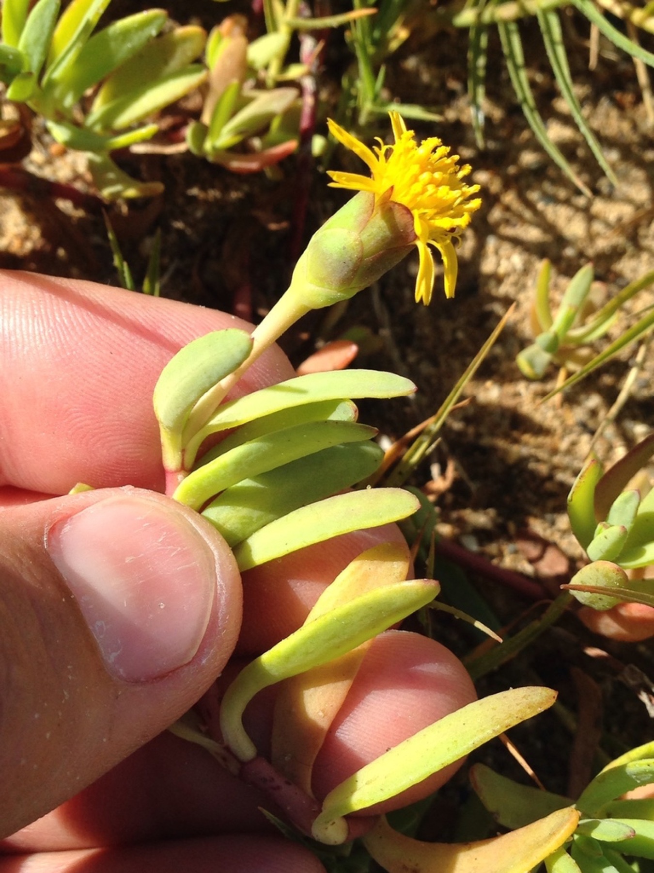 Marsh Jaumea — photo 11