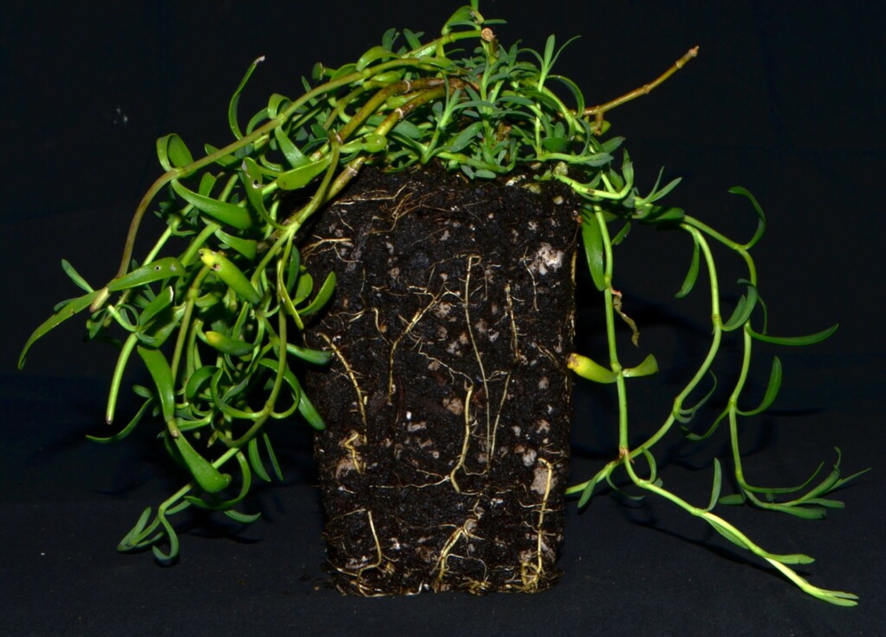 Marsh Jaumea — photo 12