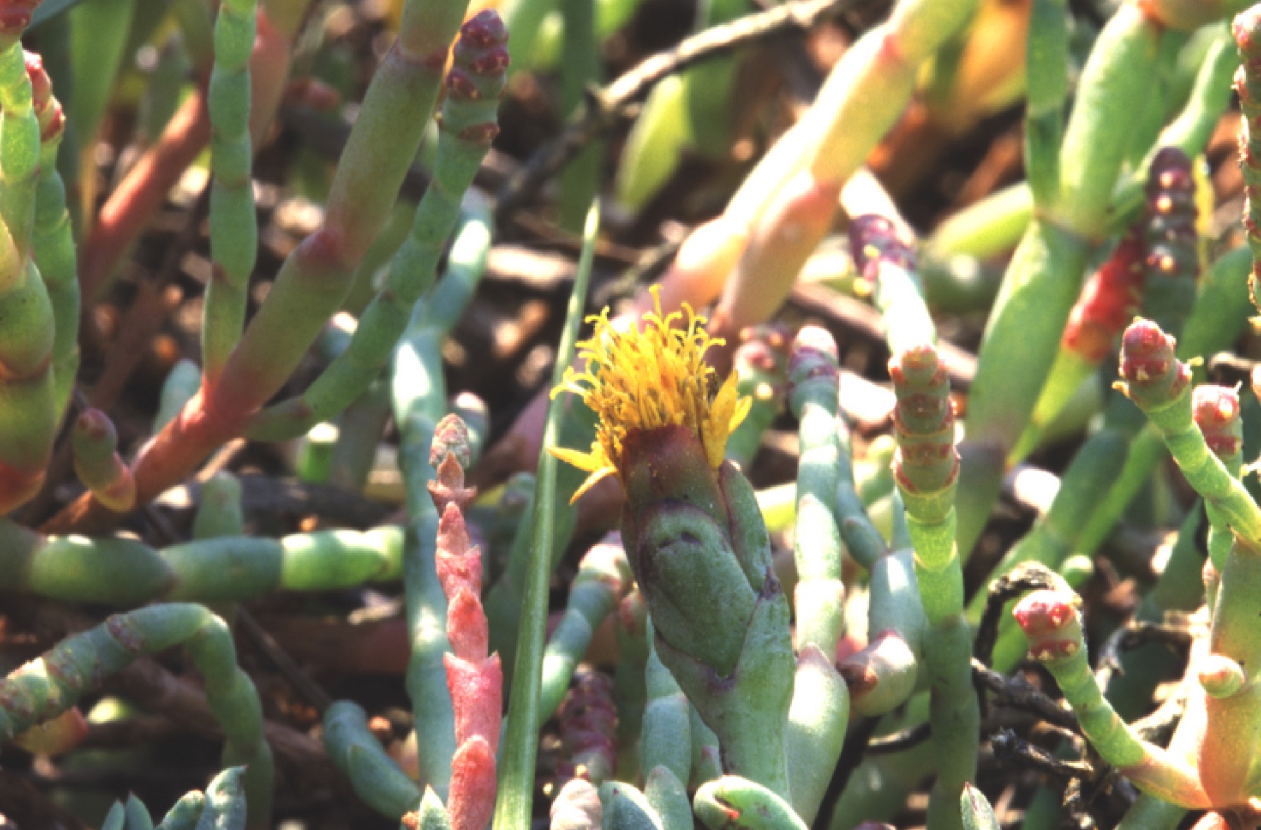 Marsh Jaumea — photo 13