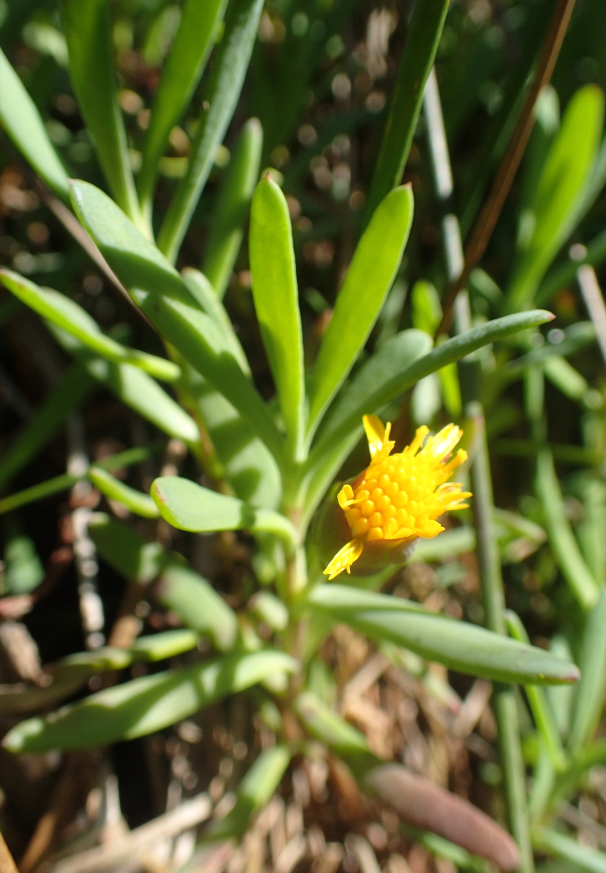 Marsh Jaumea — photo 14